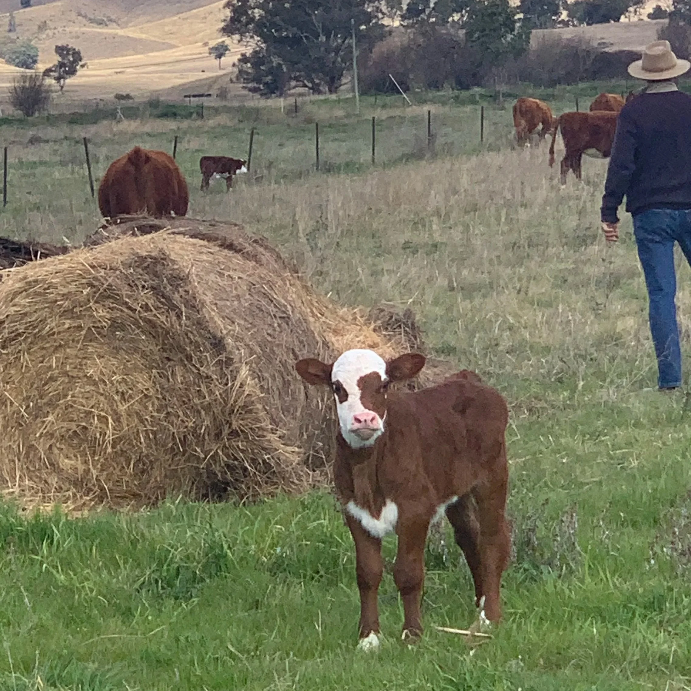 A calf with brown fur and a white face standing on green grass, near a hay bale with a rural farm landscape in the background, and a person walking away in the distance.
