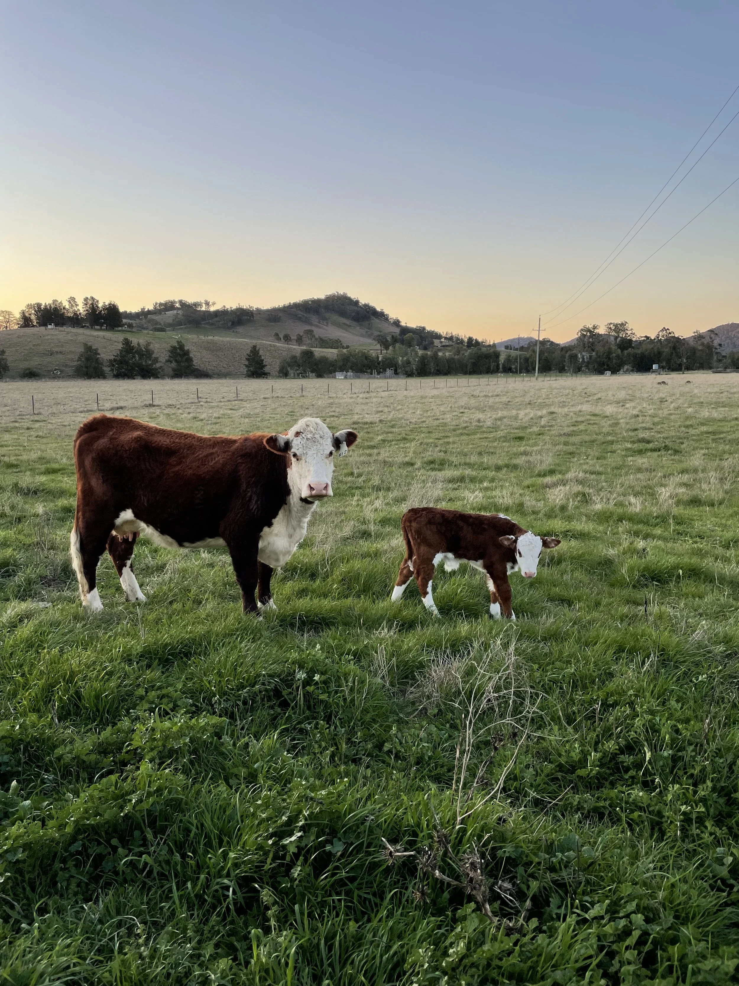 A cow and a calf standing in a green field at sunset with hills and power lines in the background.