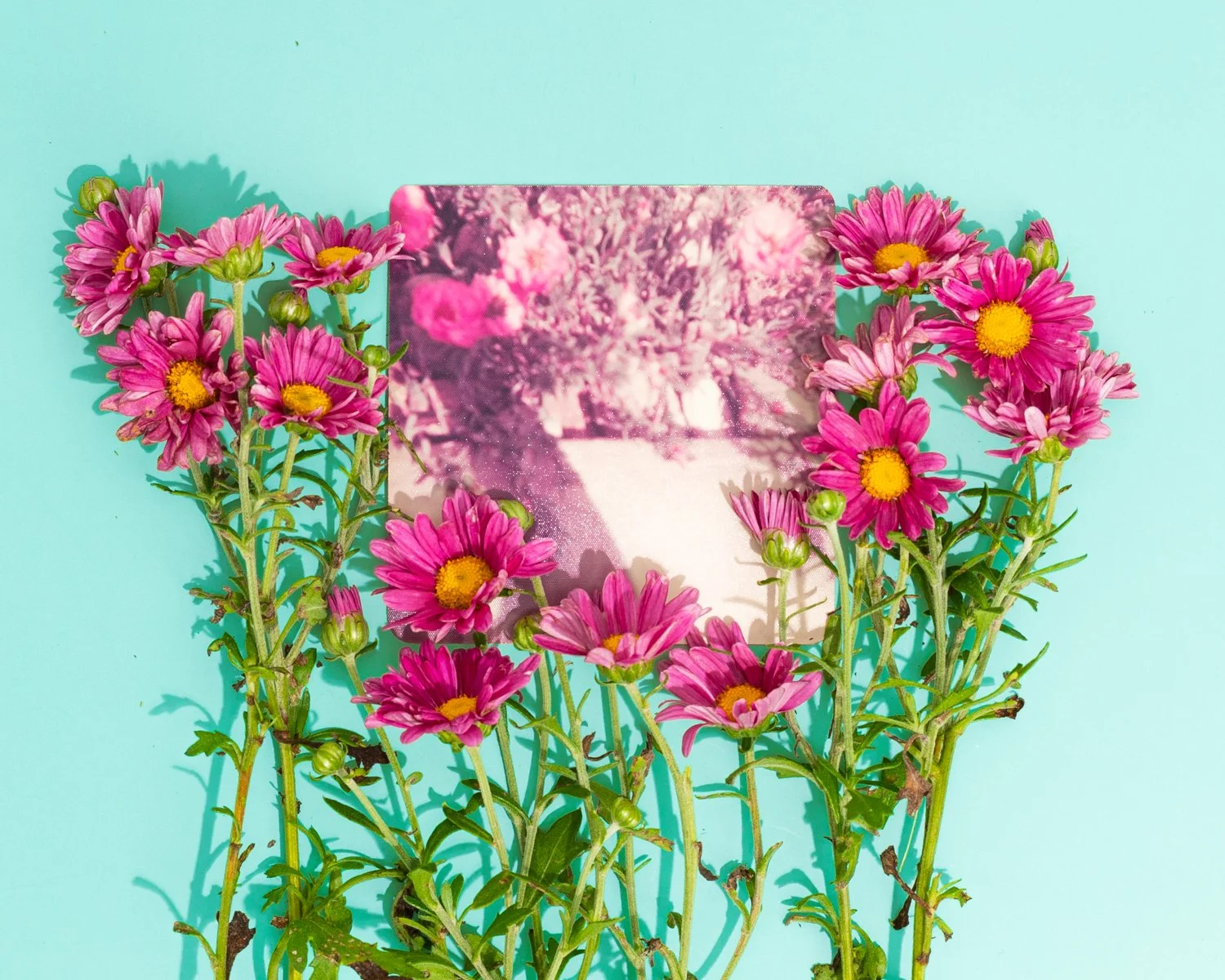 Jessiena_Lake_Gardening_With_My_Grandmother_Magenta_Mums_1500-2.jpg