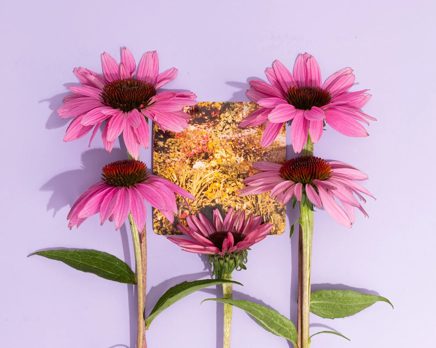 Jessiena_Lake_Gardening_With_My_Grandmother_Echinacea_1500.jpg