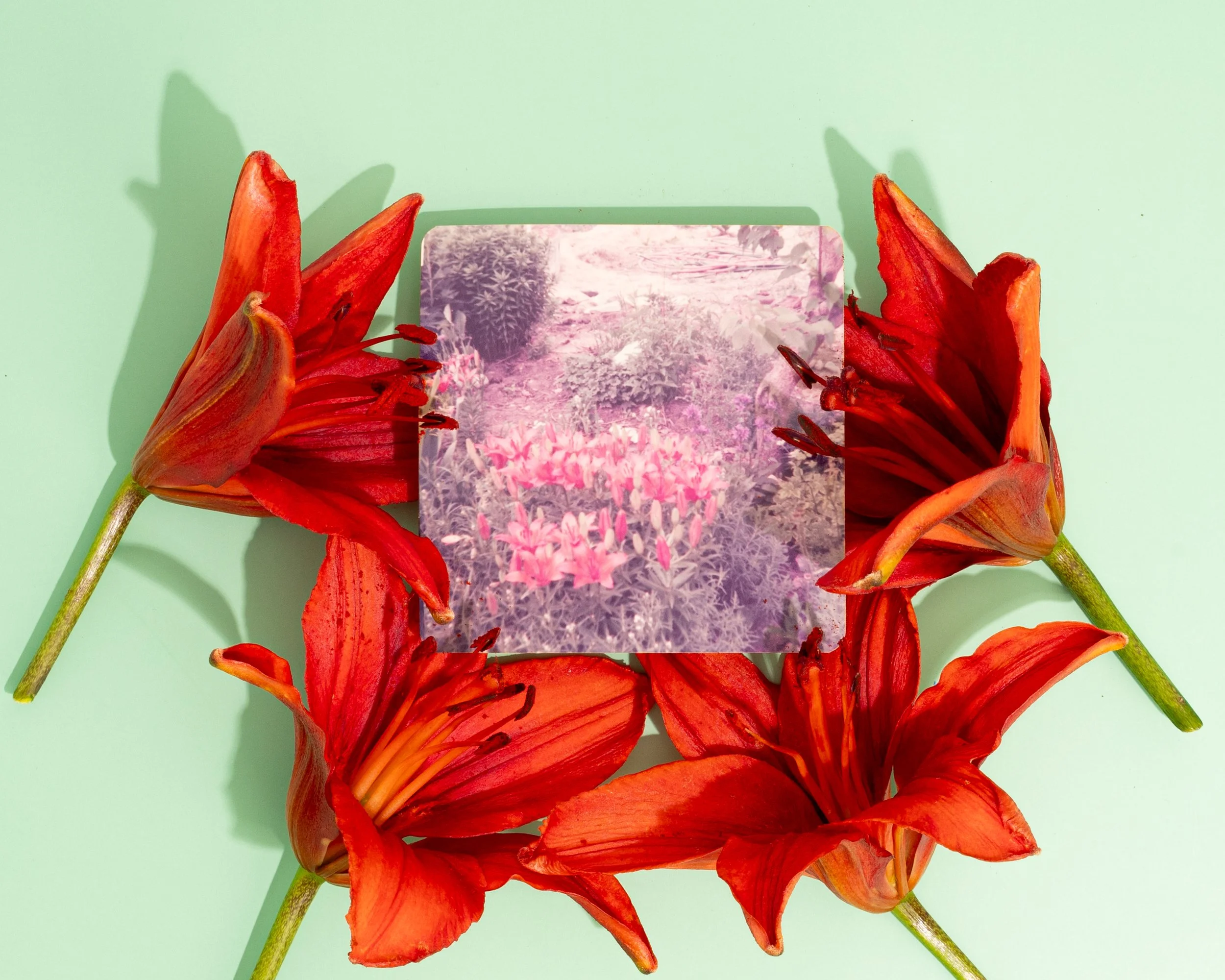 Jessiena_Lake_Gardening_With_My_Grandmother_Red_Lily.jpg