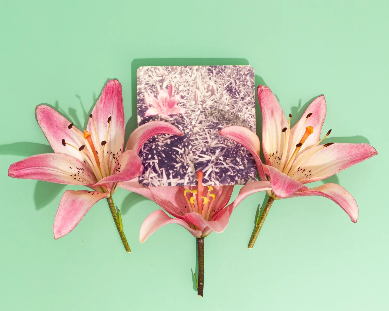 Jessiena_Lake_Gardening_With_My_Grandmother_Pink_Lilies_1500.jpg