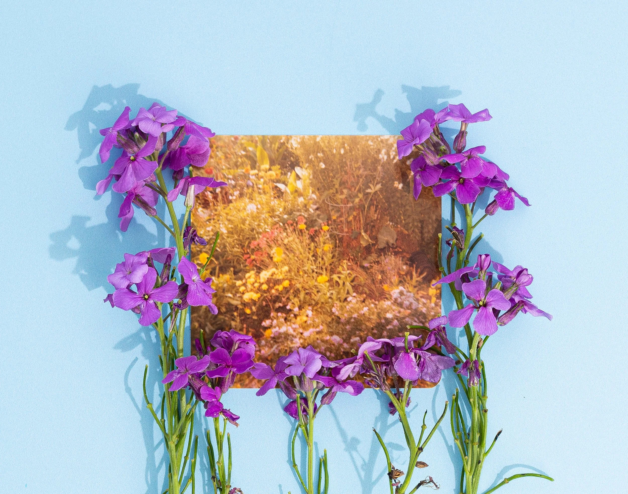 Jessiena_Lake_Gardening_With_My_Grandmother_Purple_Phlox.jpg