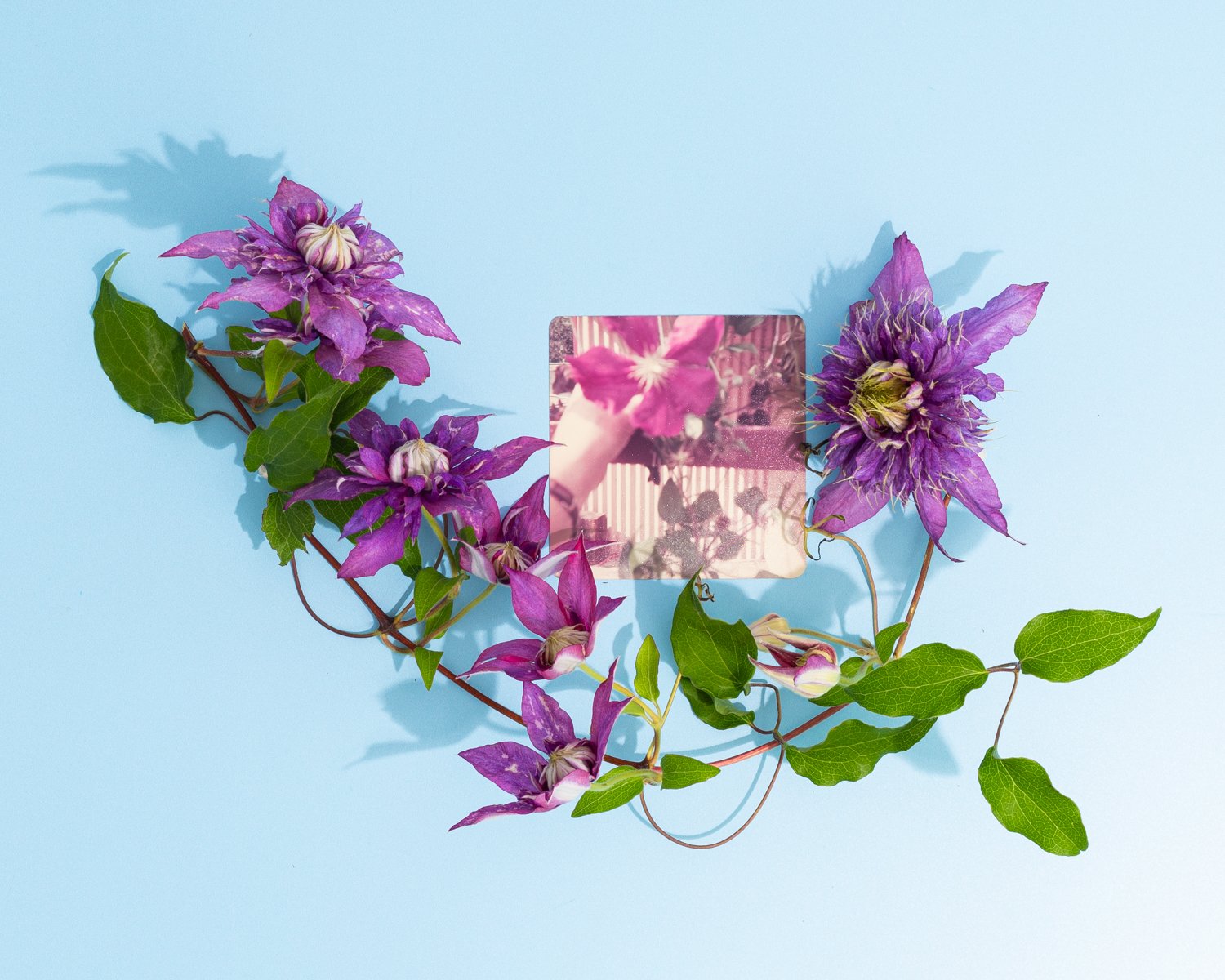 Jessiena_Lake_Gardening_With_My_Grandmother_Clematis_1500.jpg