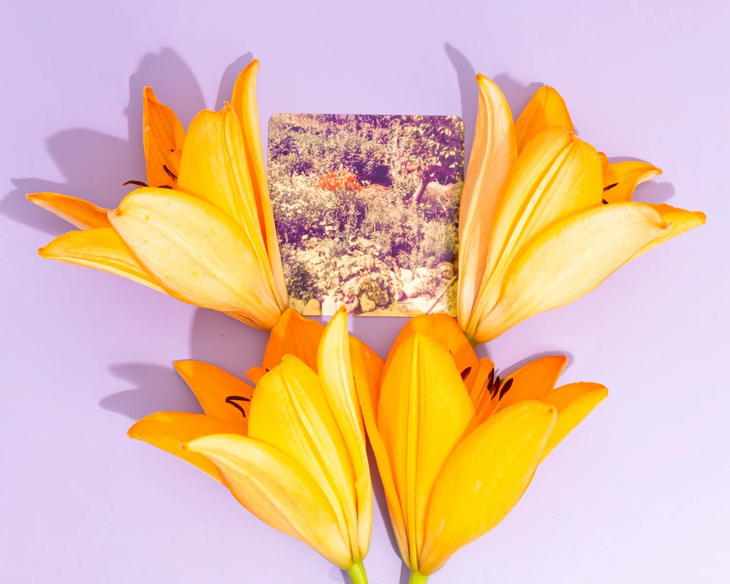Jessiena_Lake_Gardening_With_My_Grandmother_Orange_Lilies_1500.jpg