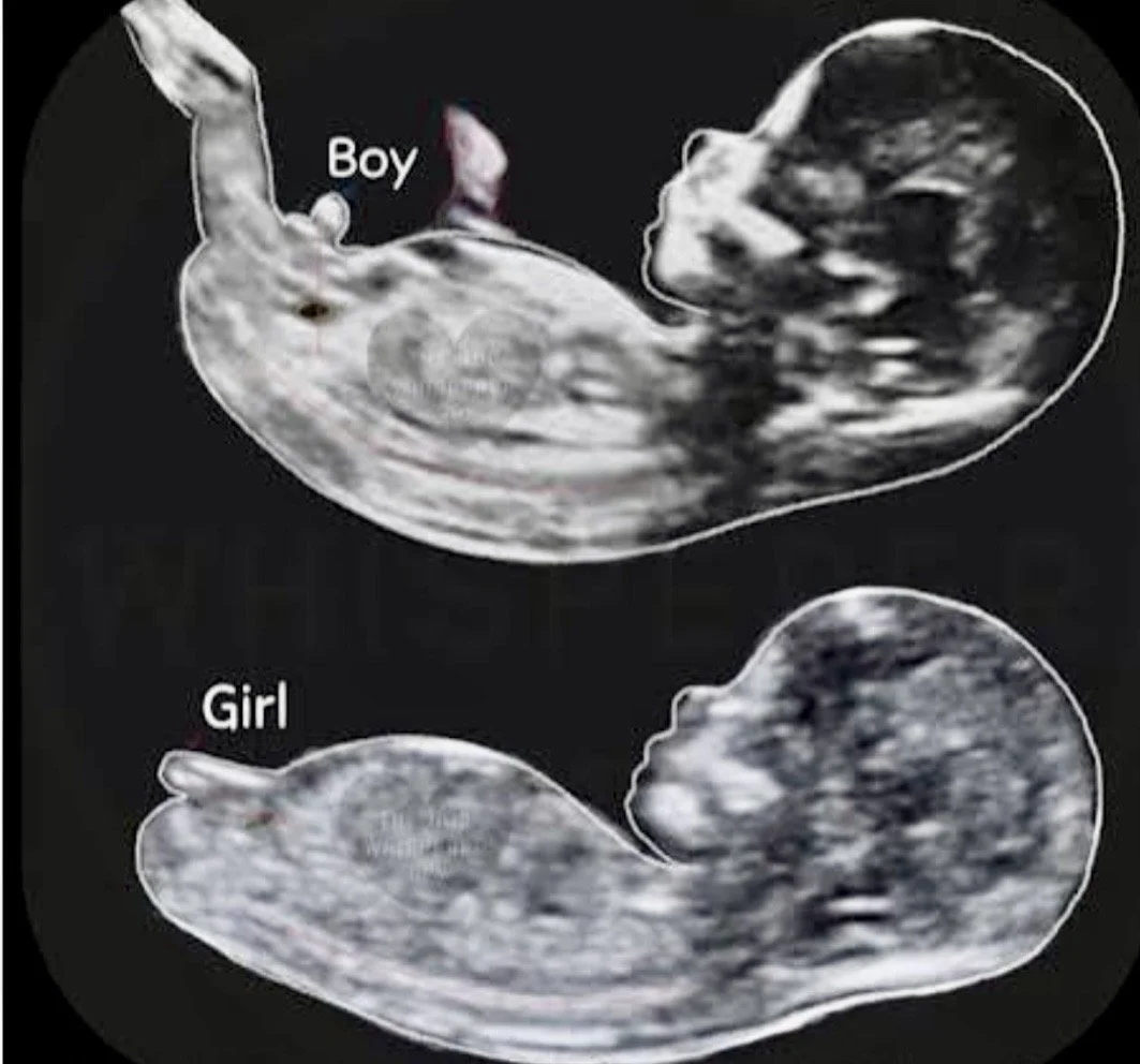 Gender Reveal