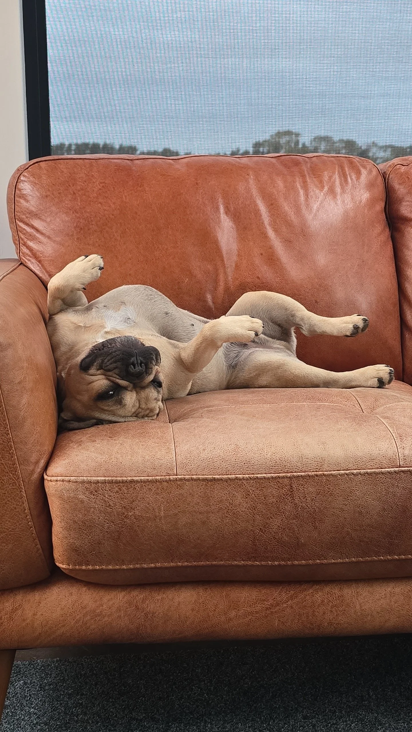 A tan puppy lying on its back on an orange-brown leather couch with a window in the background.