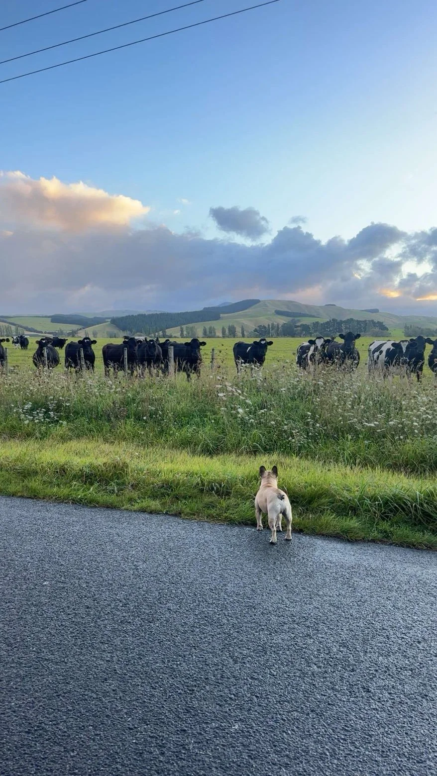 A small dog standing on a paved road, looking at a herd of black and white cows in a grassy field under a partly cloudy sky.