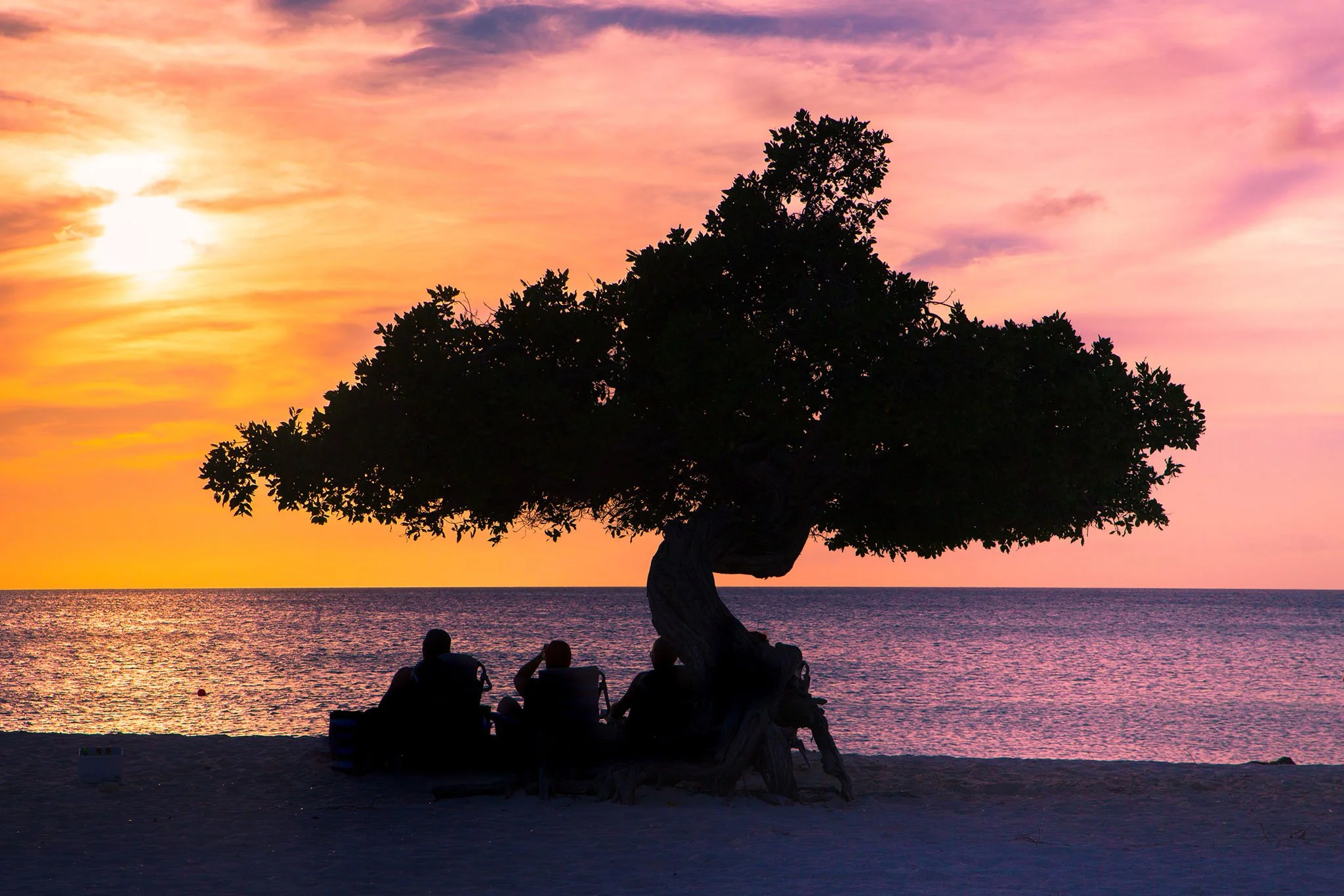 Divi tree silhouetted against a warm sunset on Eagle Beach in Aruba, with people gathered beneath it