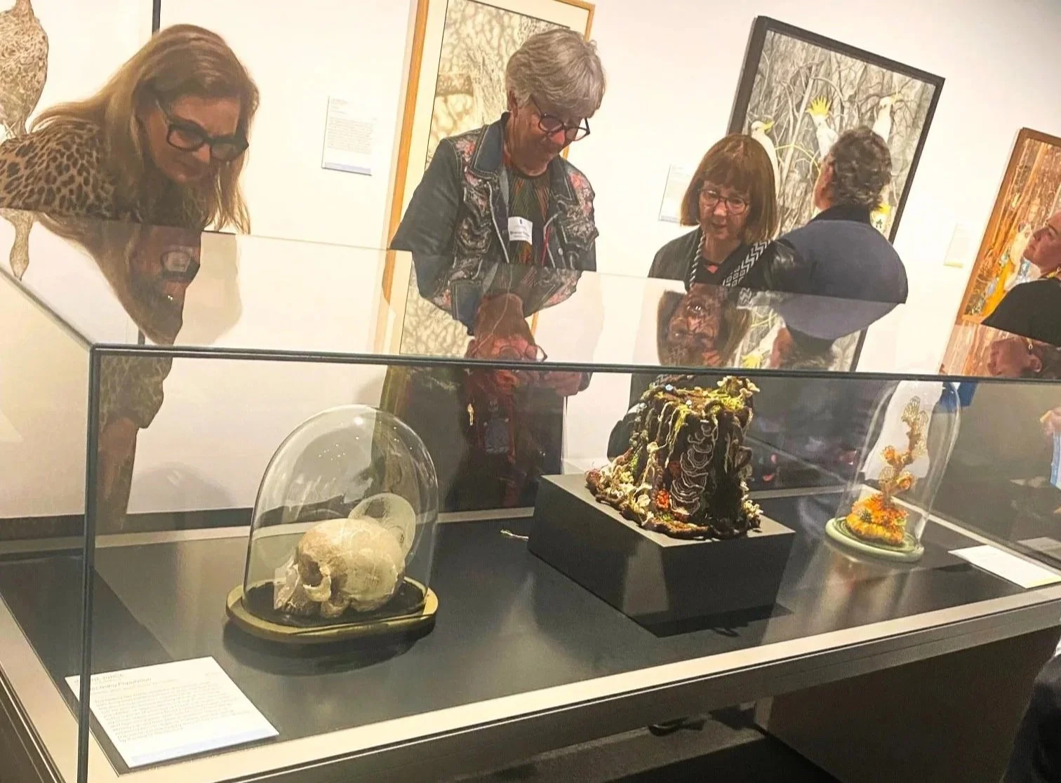 Silva Areæ II (South Australian Museum)