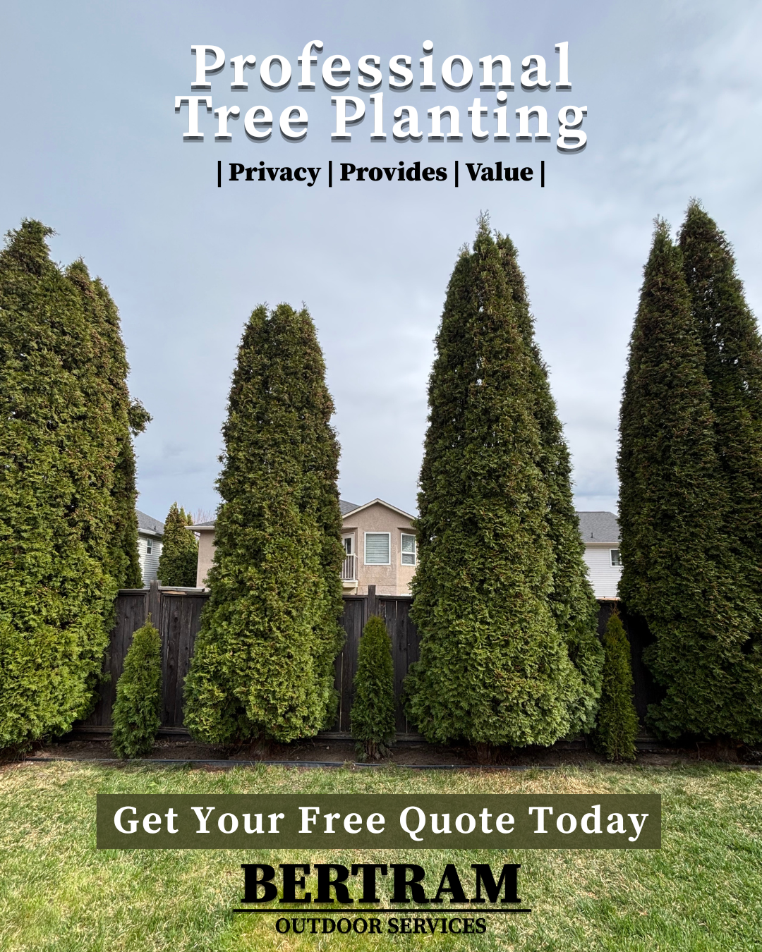 Beautiful cedars planted in a yard of a client in west kelowna bc