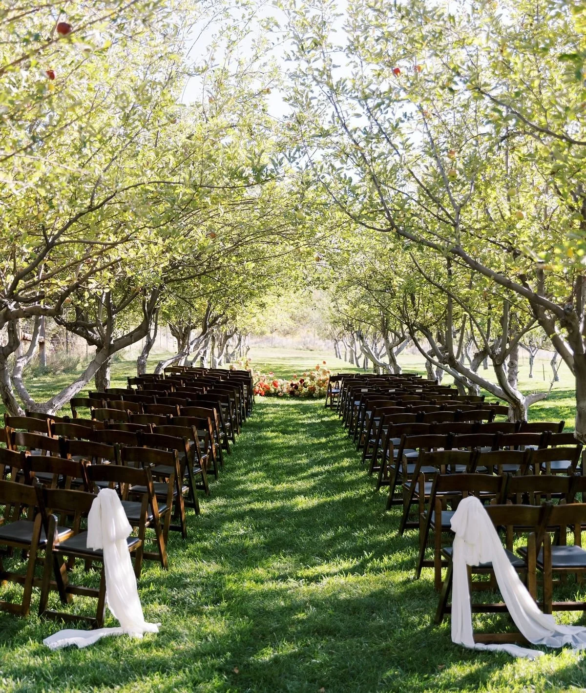 Allée aménagée dans un verger avec des chaises en bois pour un mariage, décorée avec du tissu blanc attaché aux chaises, sous des arbres feuillus.
