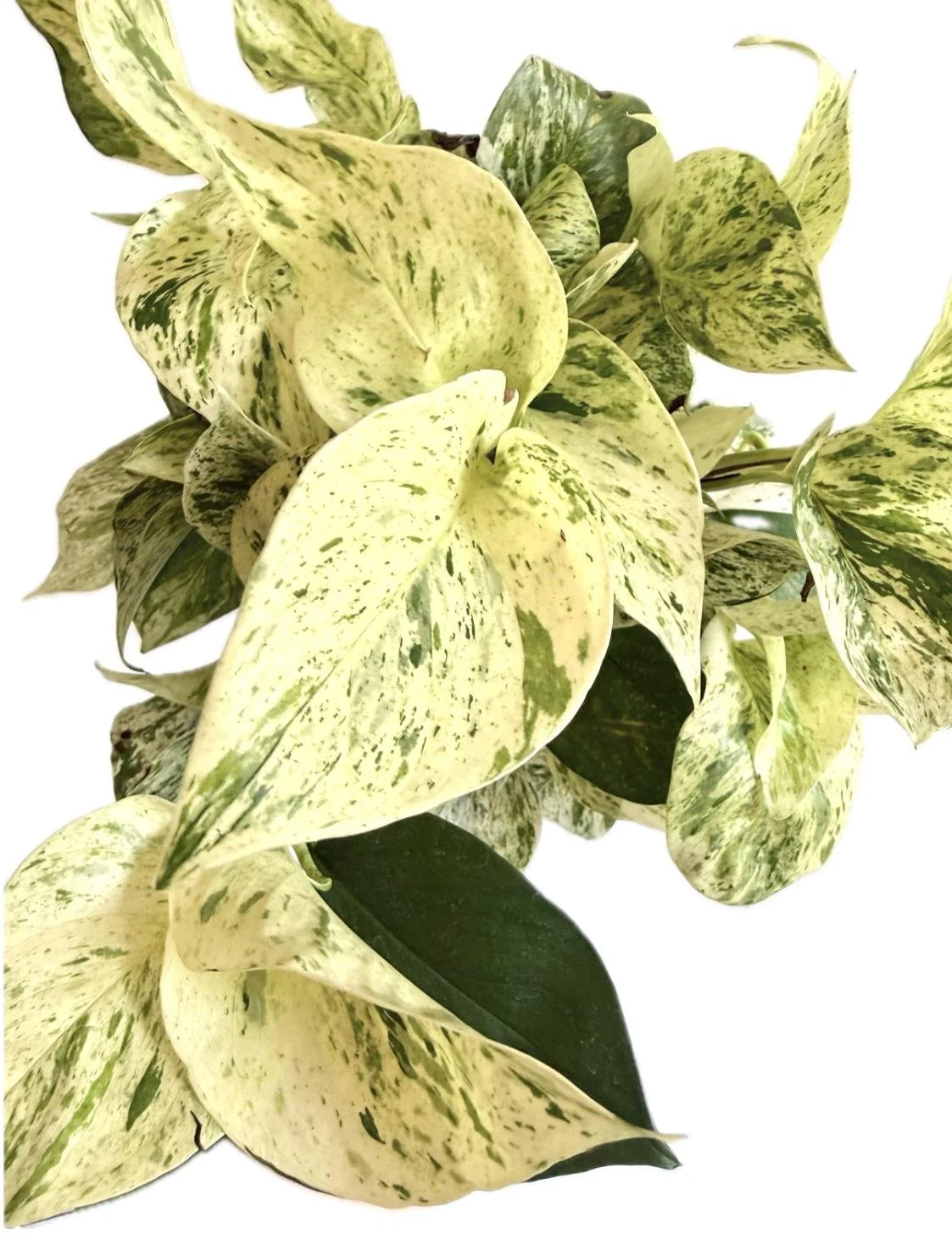 Snow Queen Pothos Starter Plantlet