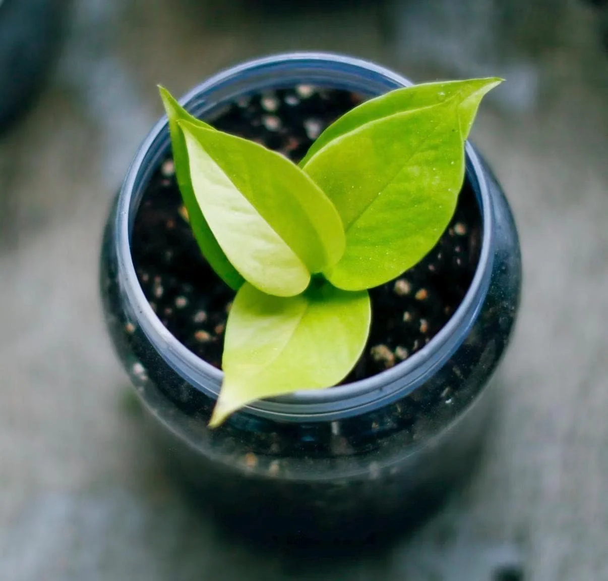 Neon Pothos Starter Plantlet