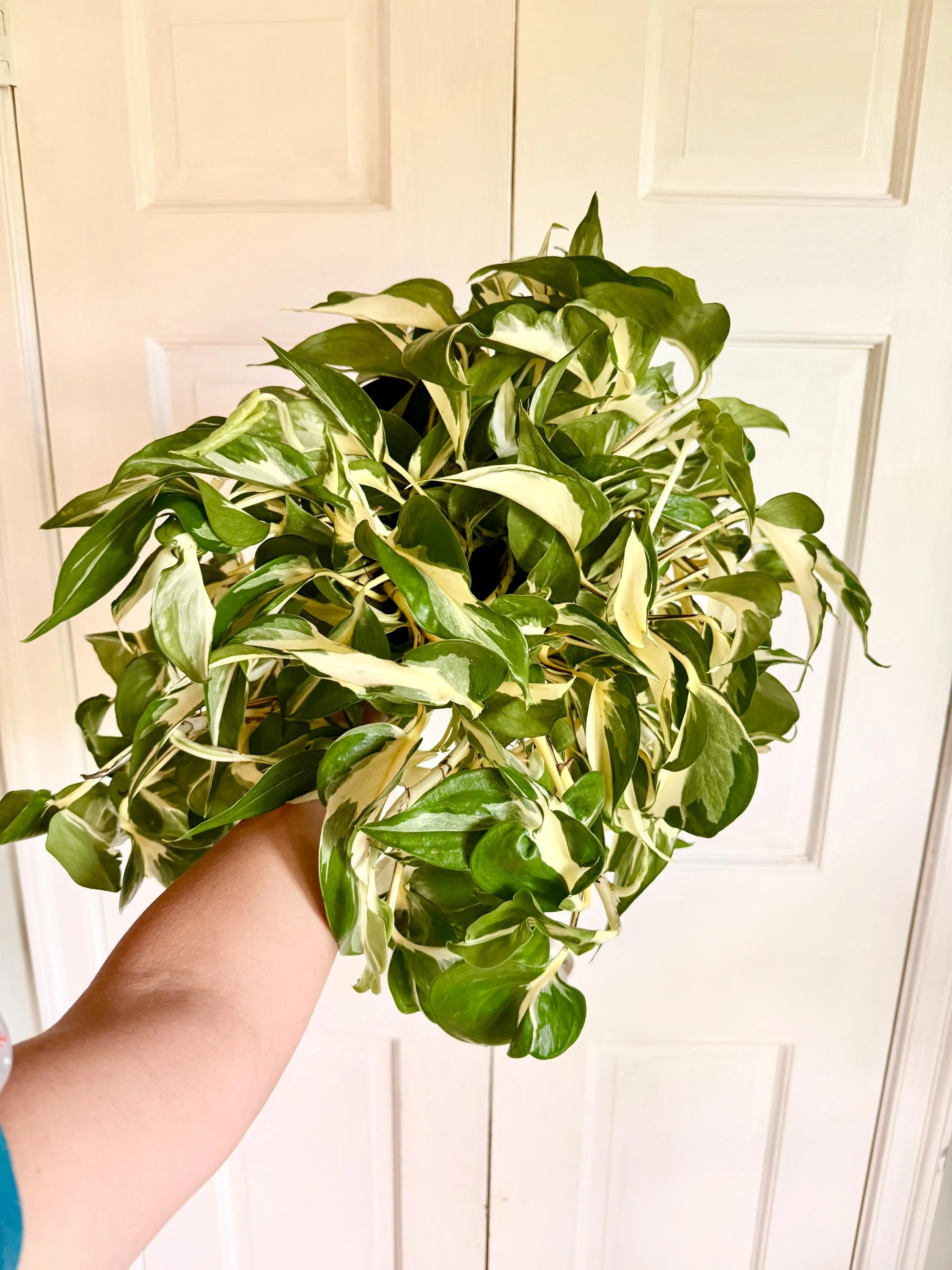 Mutant Manjula Pothos Rare Starter Plantlet