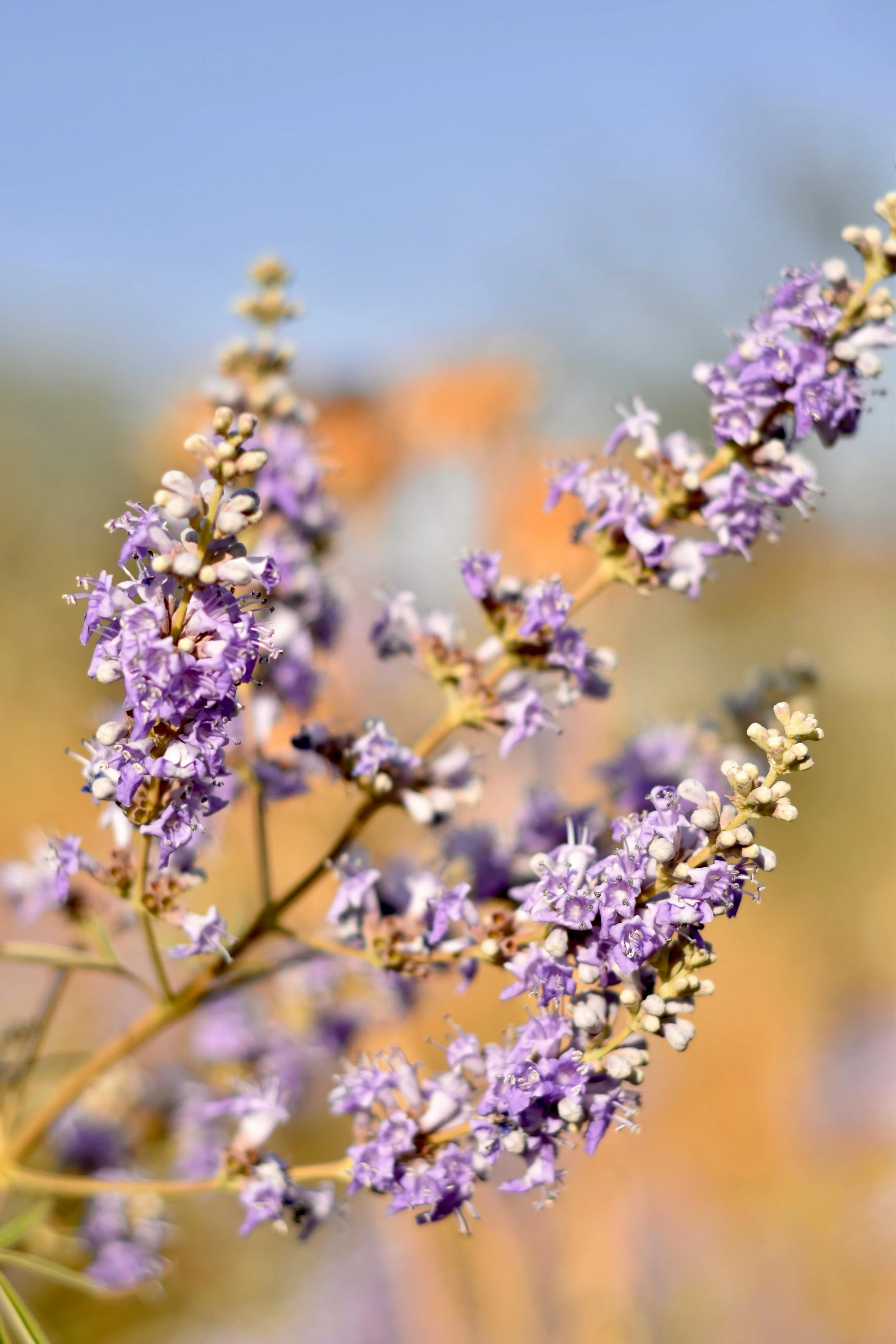 Estrogen Dominance: Causes, Symptoms, and How to Restore Hormonal Balance