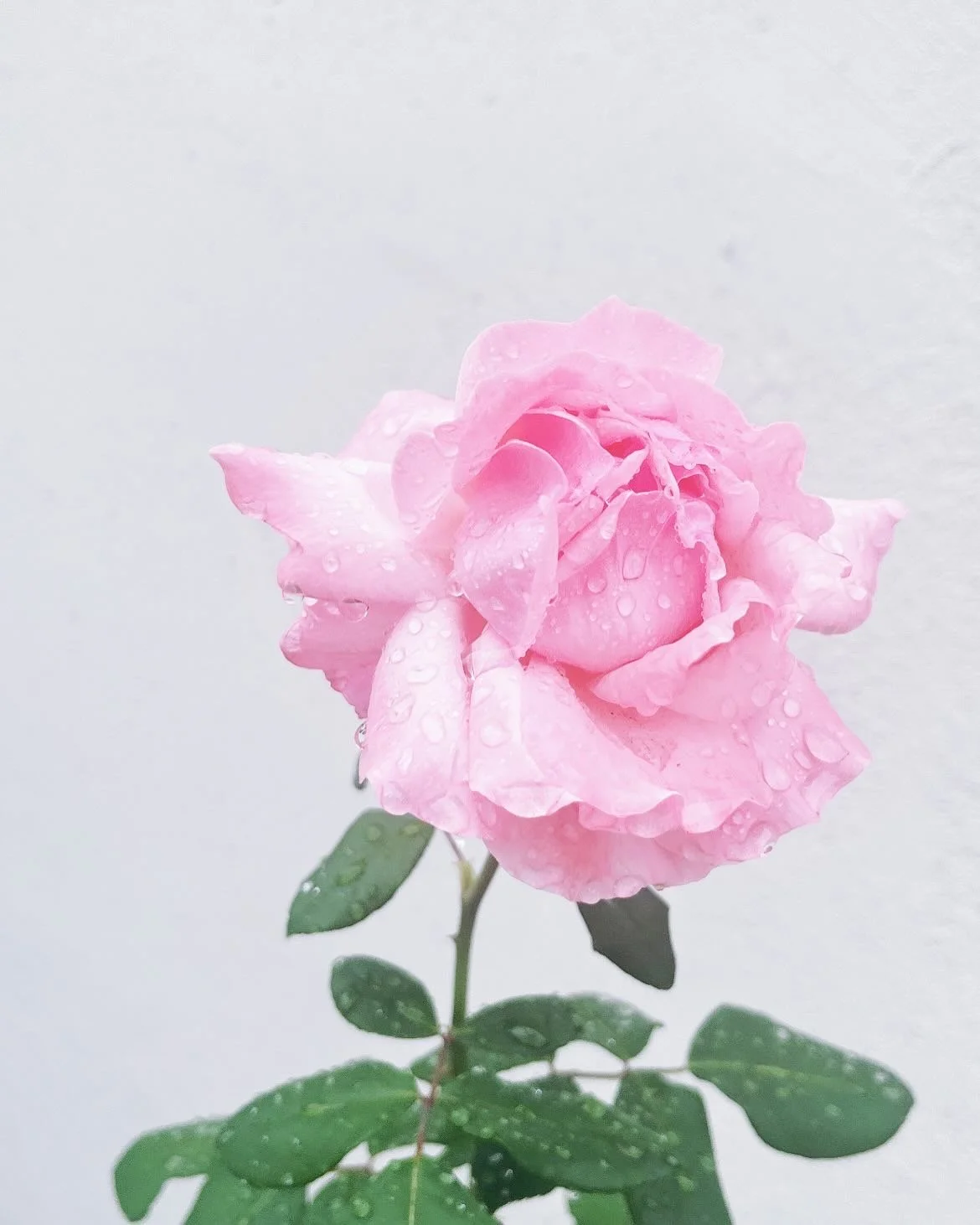 78A892D9-22AA-4DBB-825E-38251A437B3D.jpg