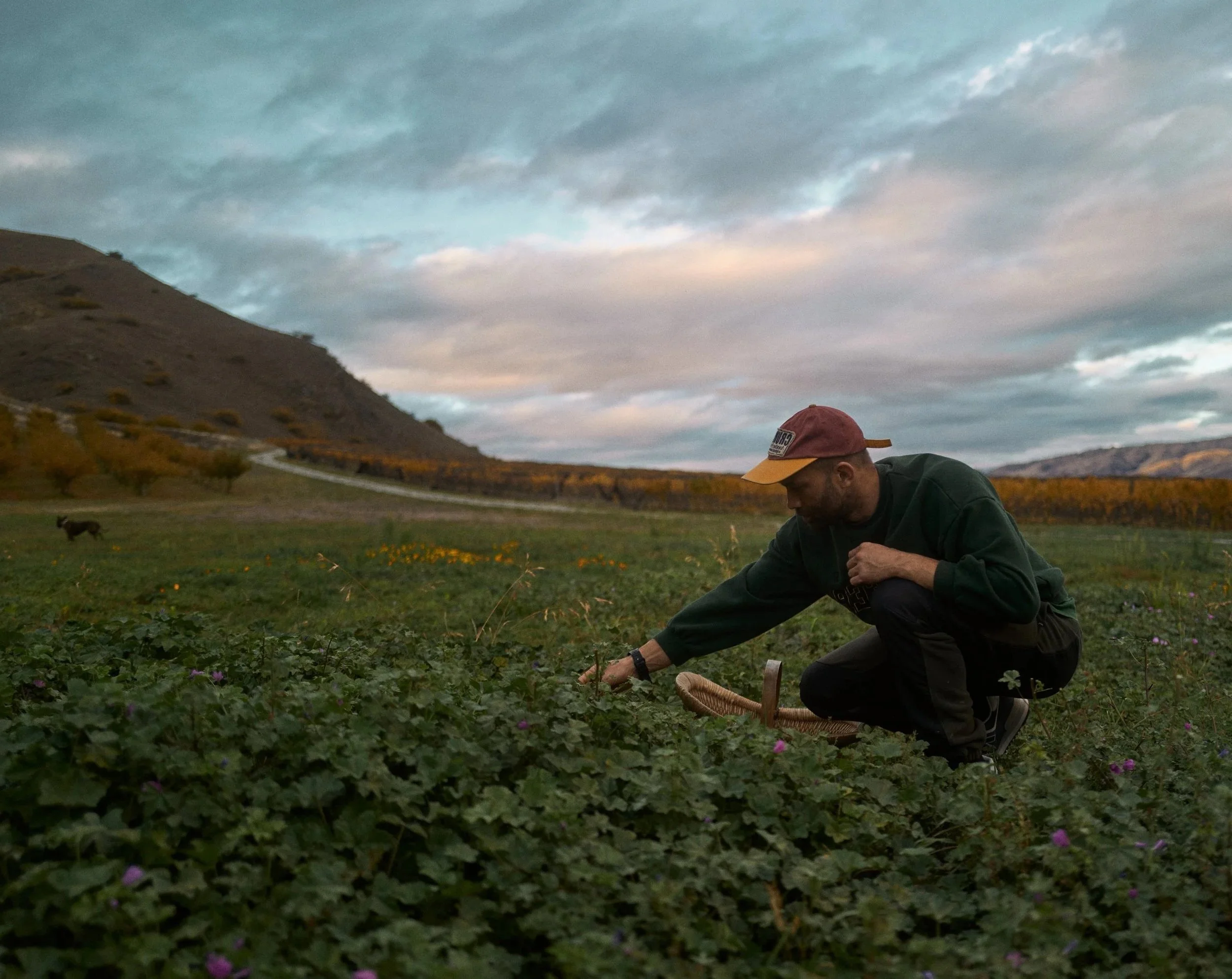 A man crouching in a field of green plants with purple flowers, holding a basket, with mountains and a cloudy sky in the background.
