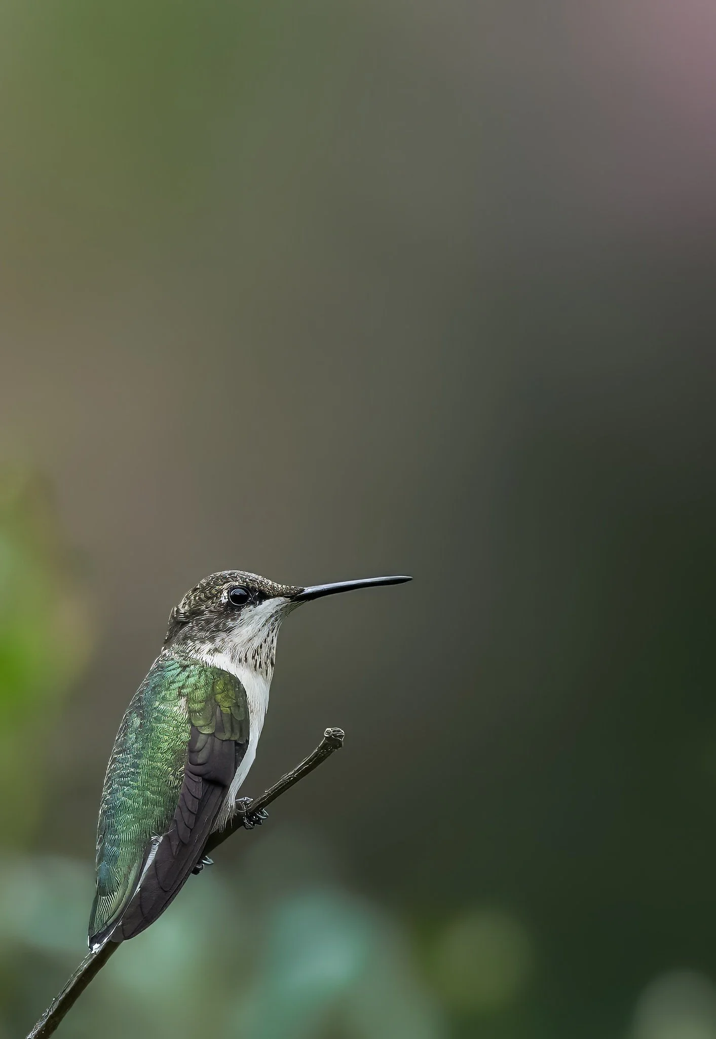 April 18th - Reflections with Birds - Parents & Kids (Ages 4-10)