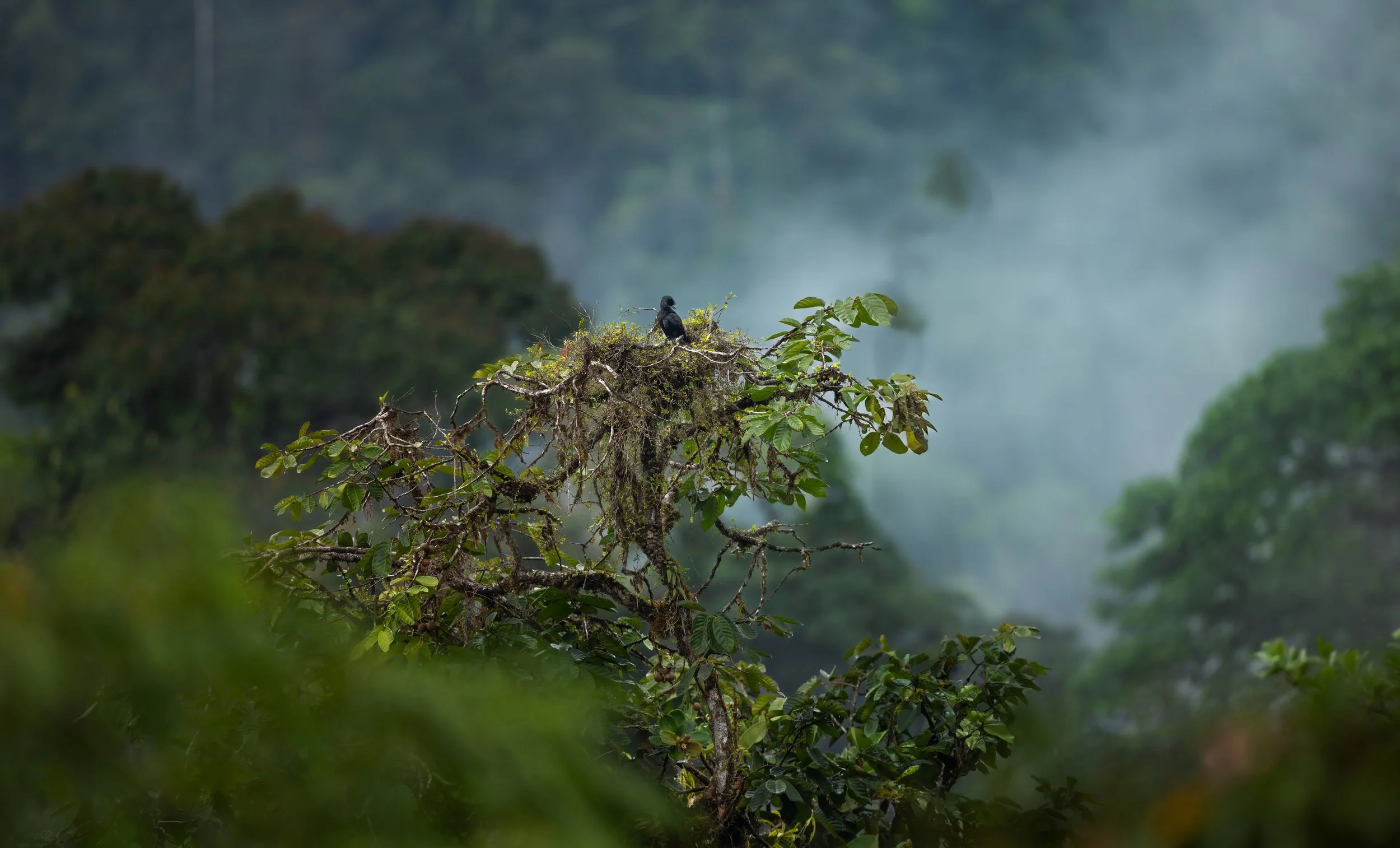 Umbrella Bird On Mindo's Canopy