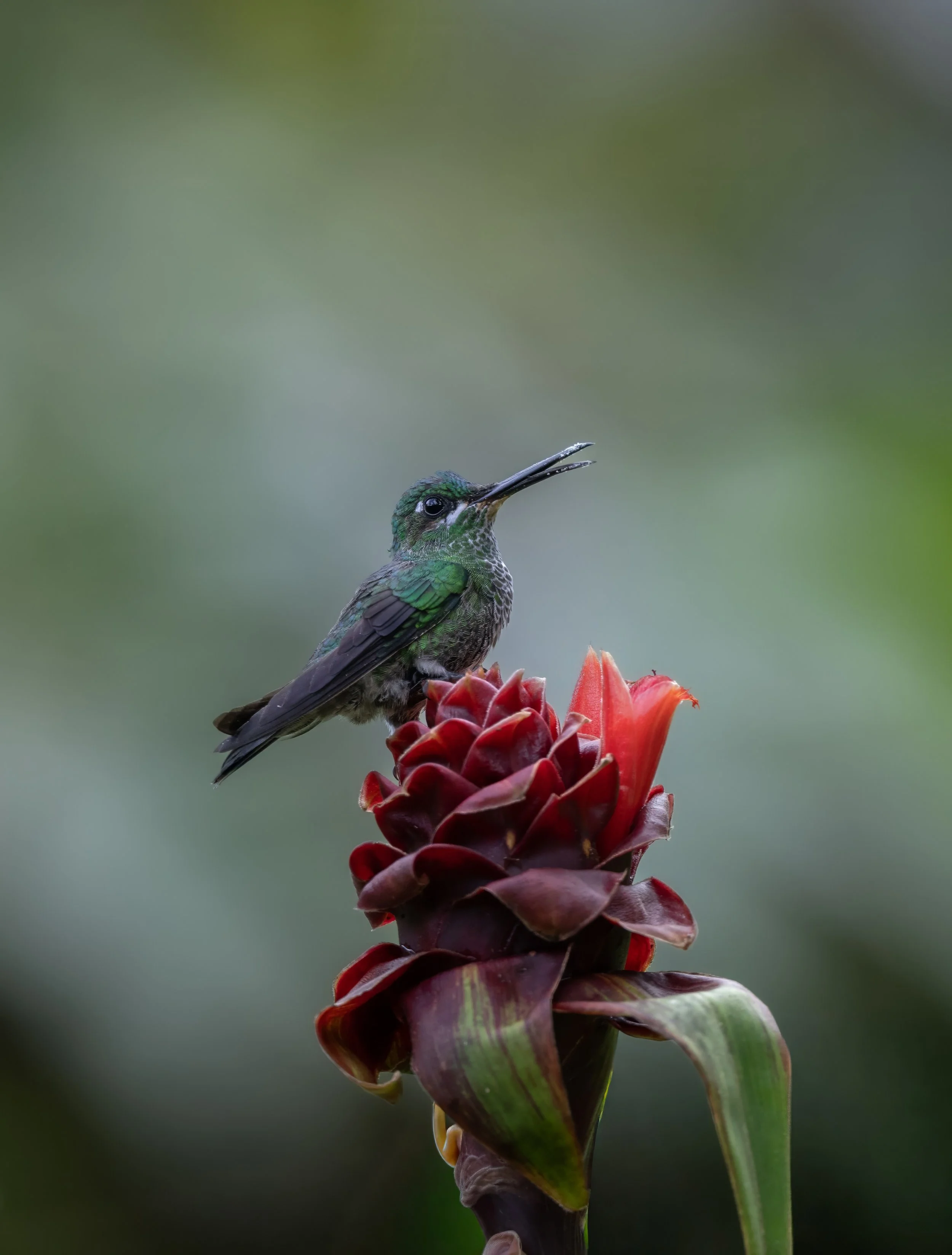 Ecuadorian Hummingbird