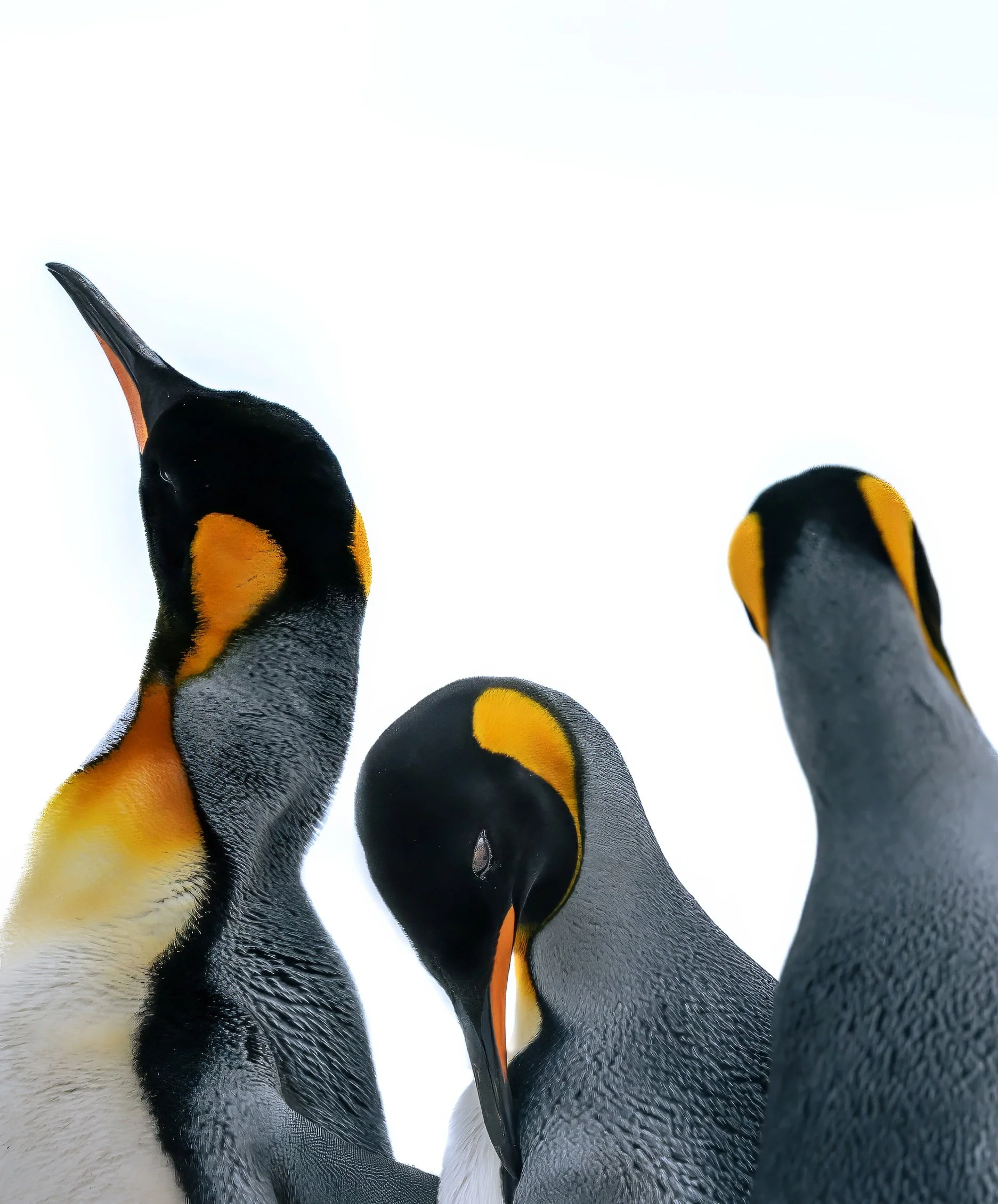 King Penguin Geometry