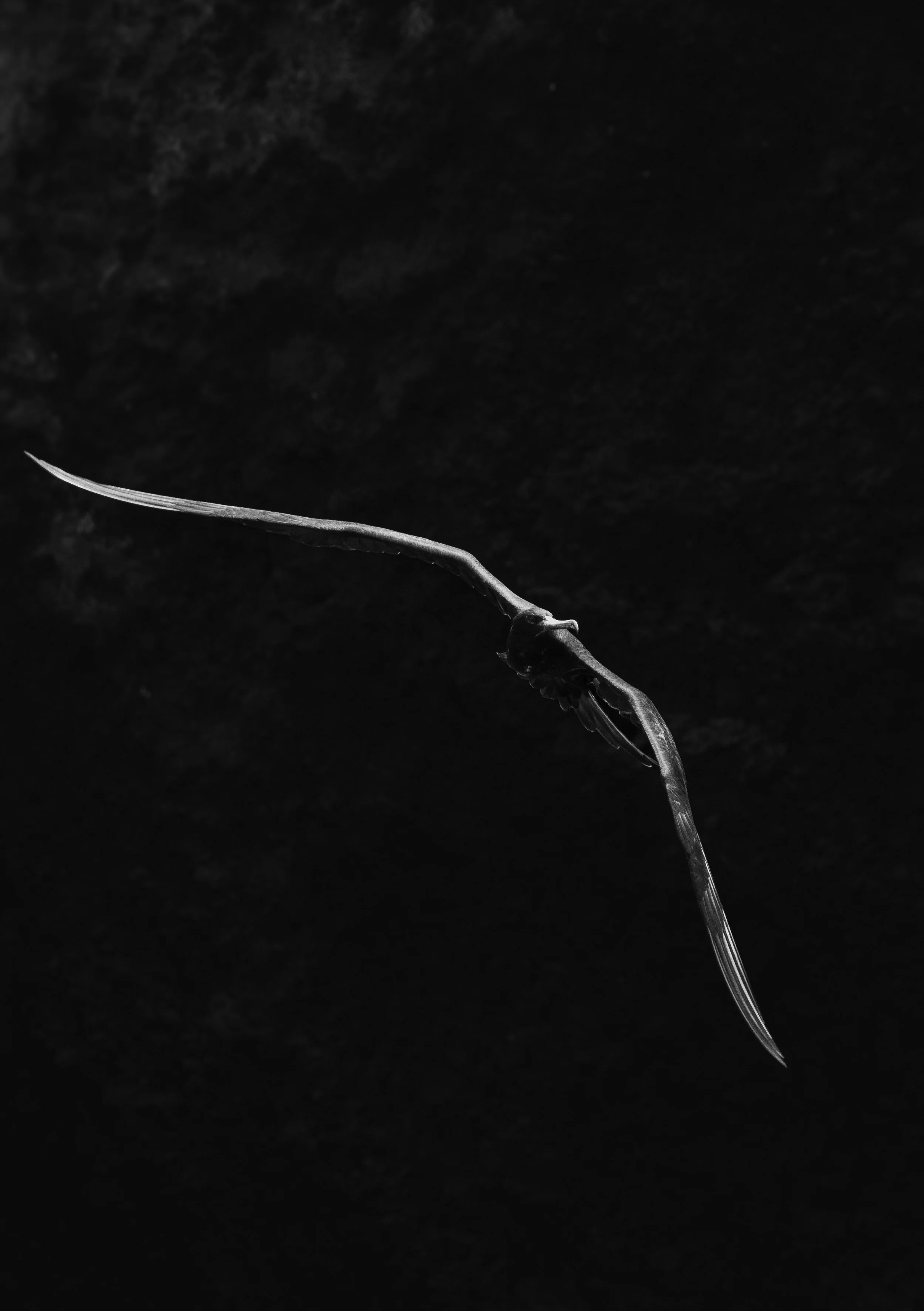 Frigrate Bird Expansive Wings