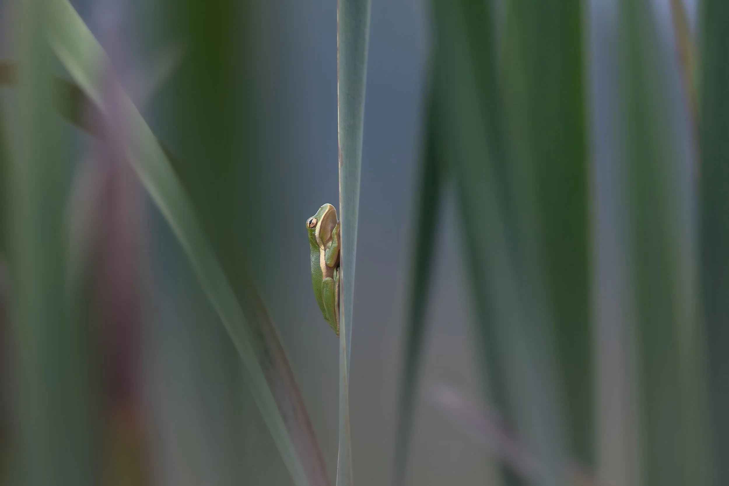 A Local Green Tree Frog