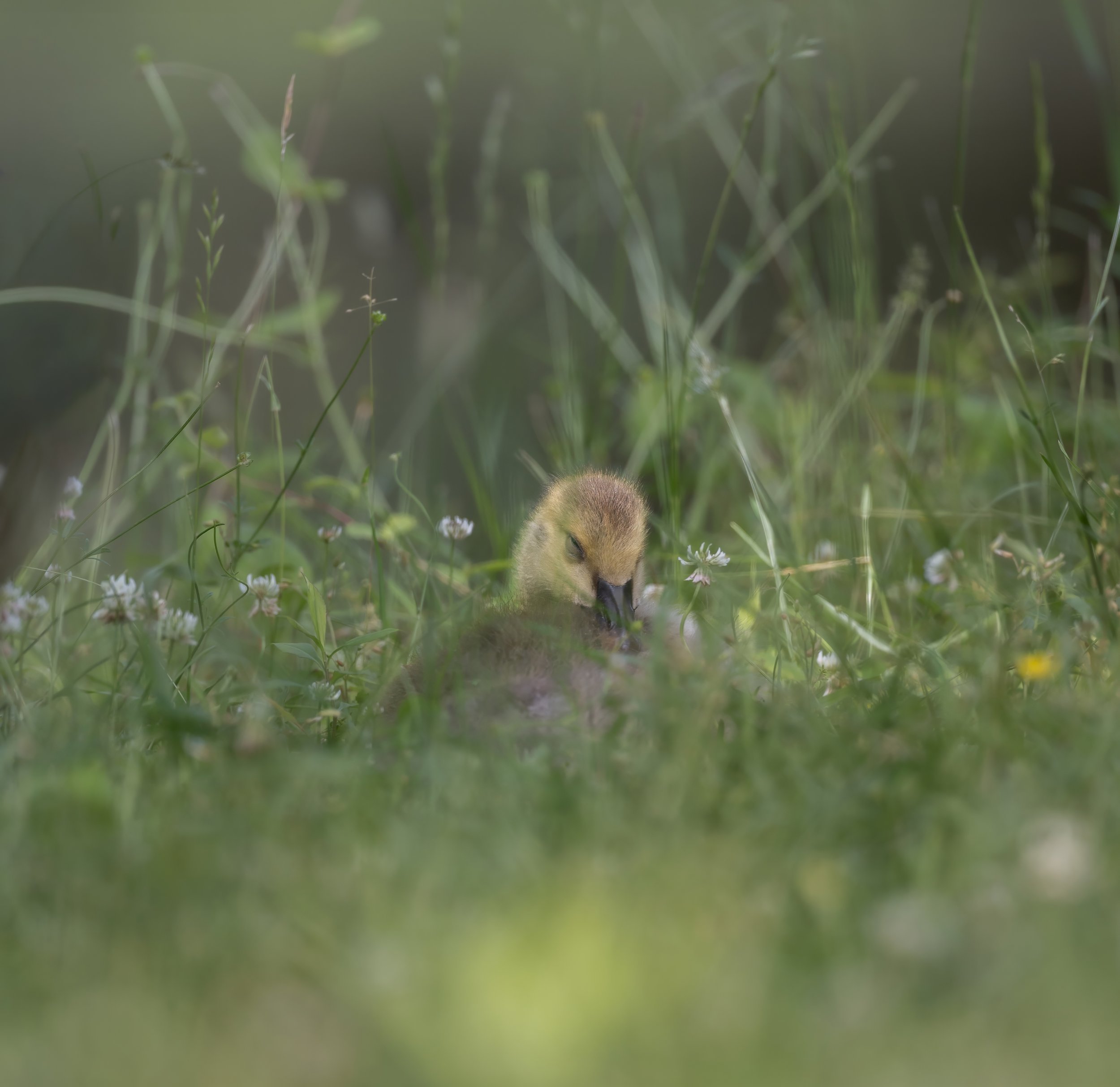 May 23rd Reflections in the Wild - Parents & Kids ( Ages 4-10 years old)