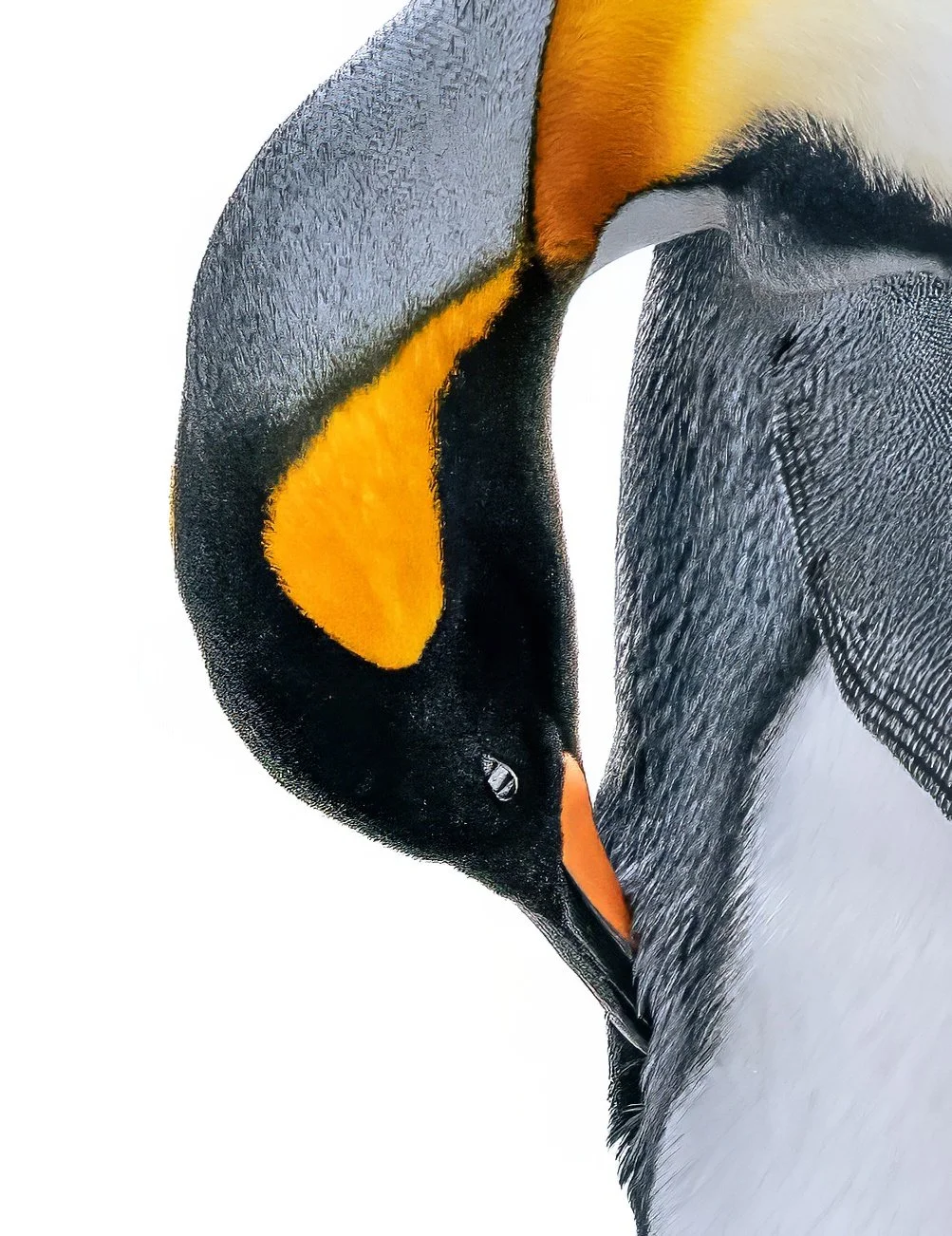 King Penguin Symmetry