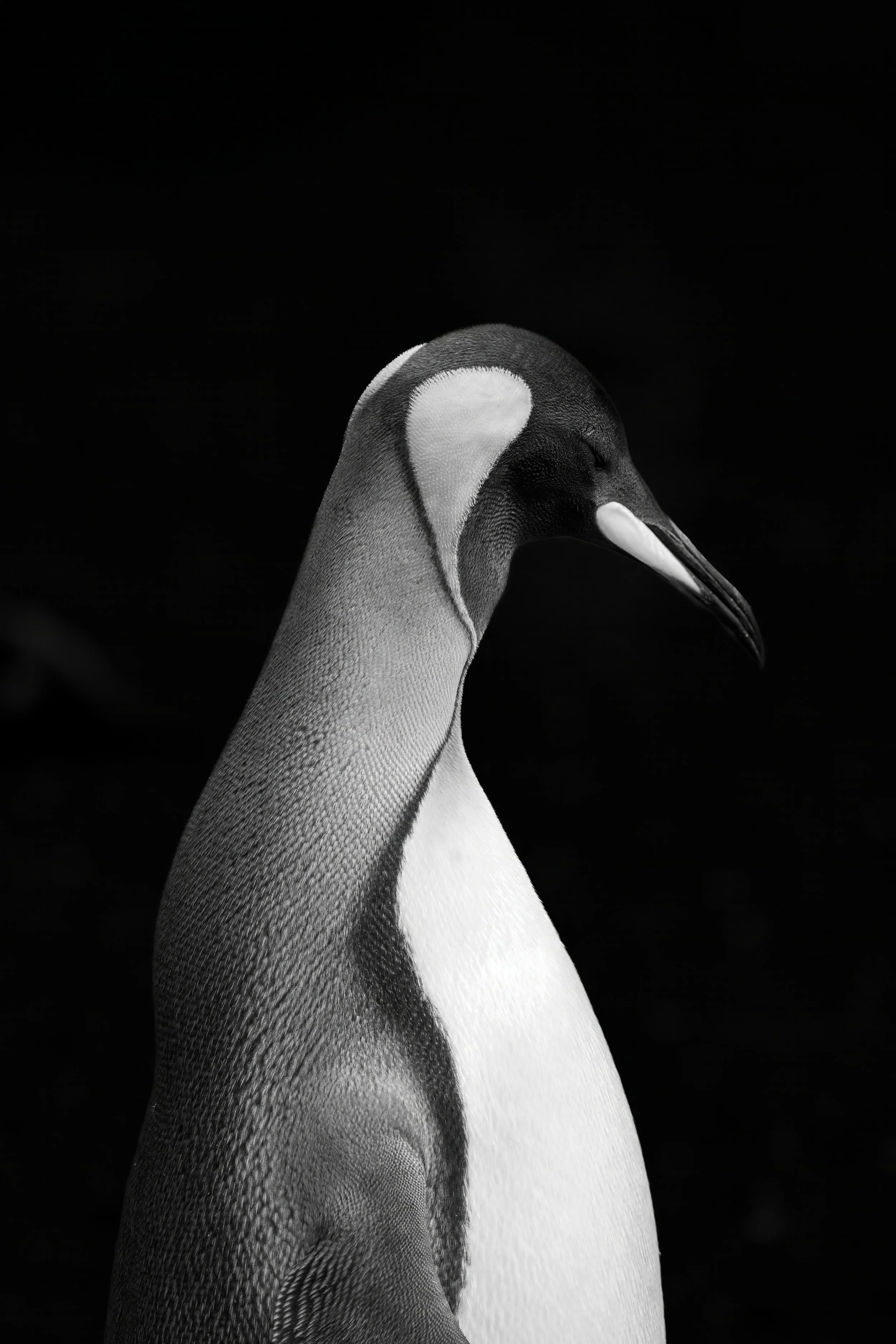 Black and White King Penguin Portrait