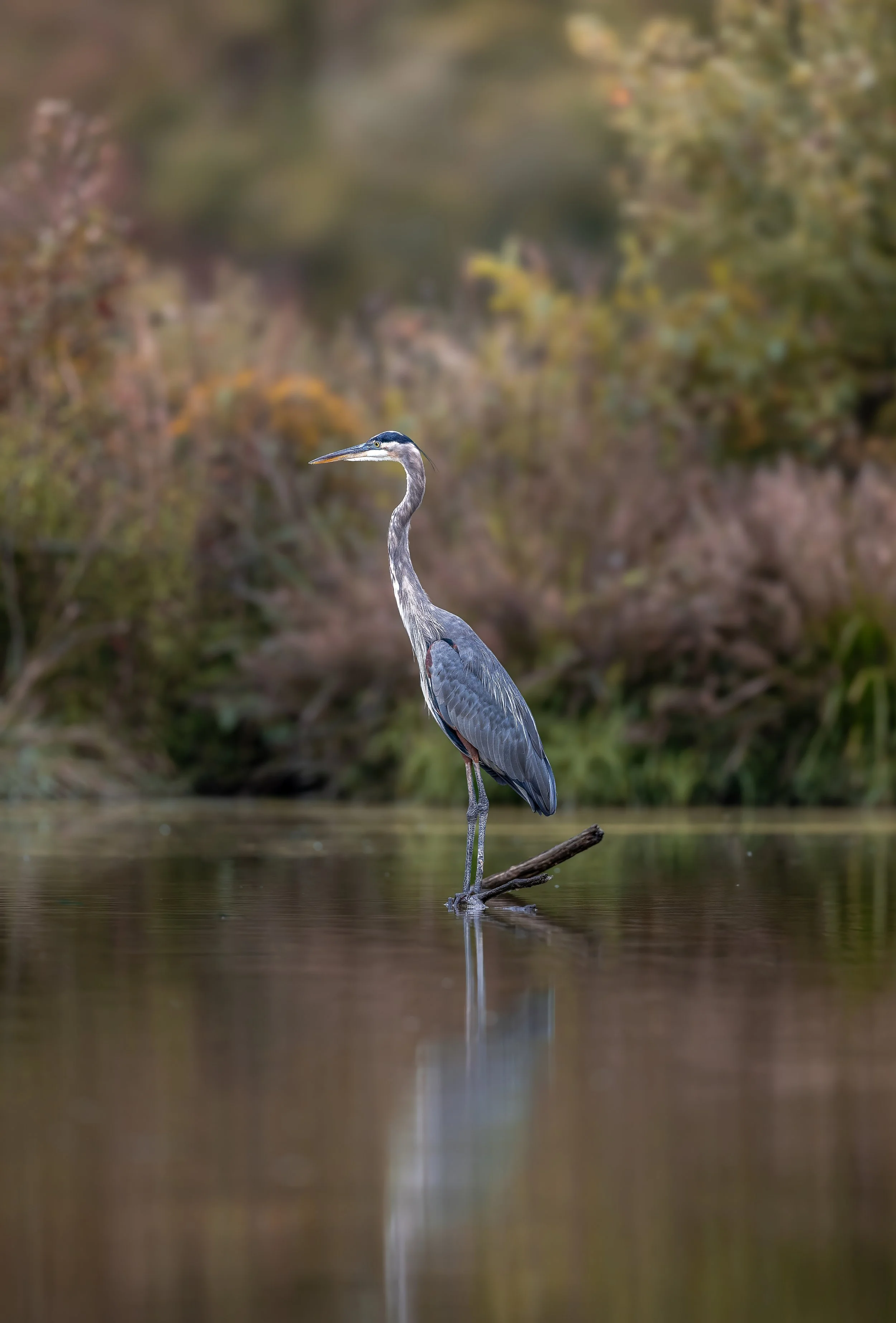 April 19th - Toddler Trot For Birds - Parents and Kids Ages <4