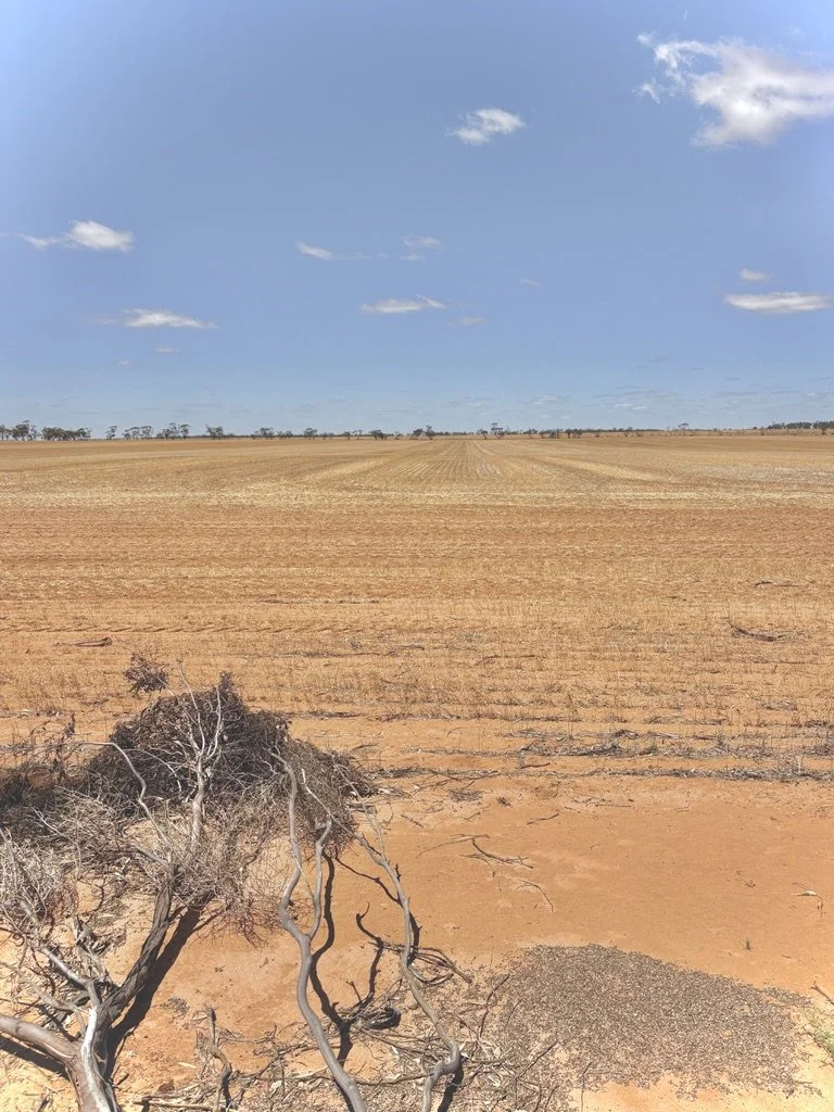 A dry, arid landscape with cracked reddish-brown soil, sparse vegetation, and a clear blue sky with a few white clouds.