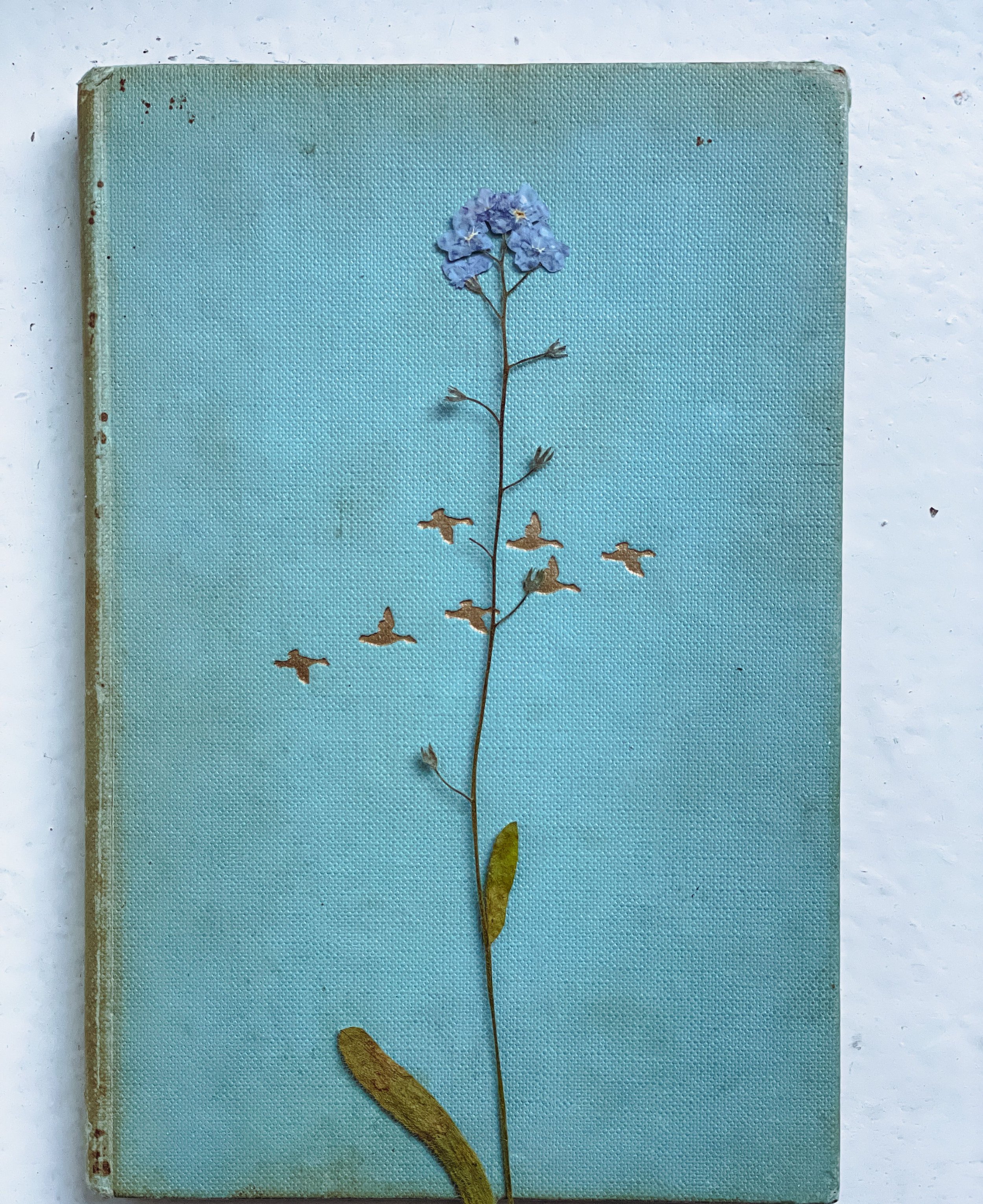Pressed botanical specimen on a blue book
