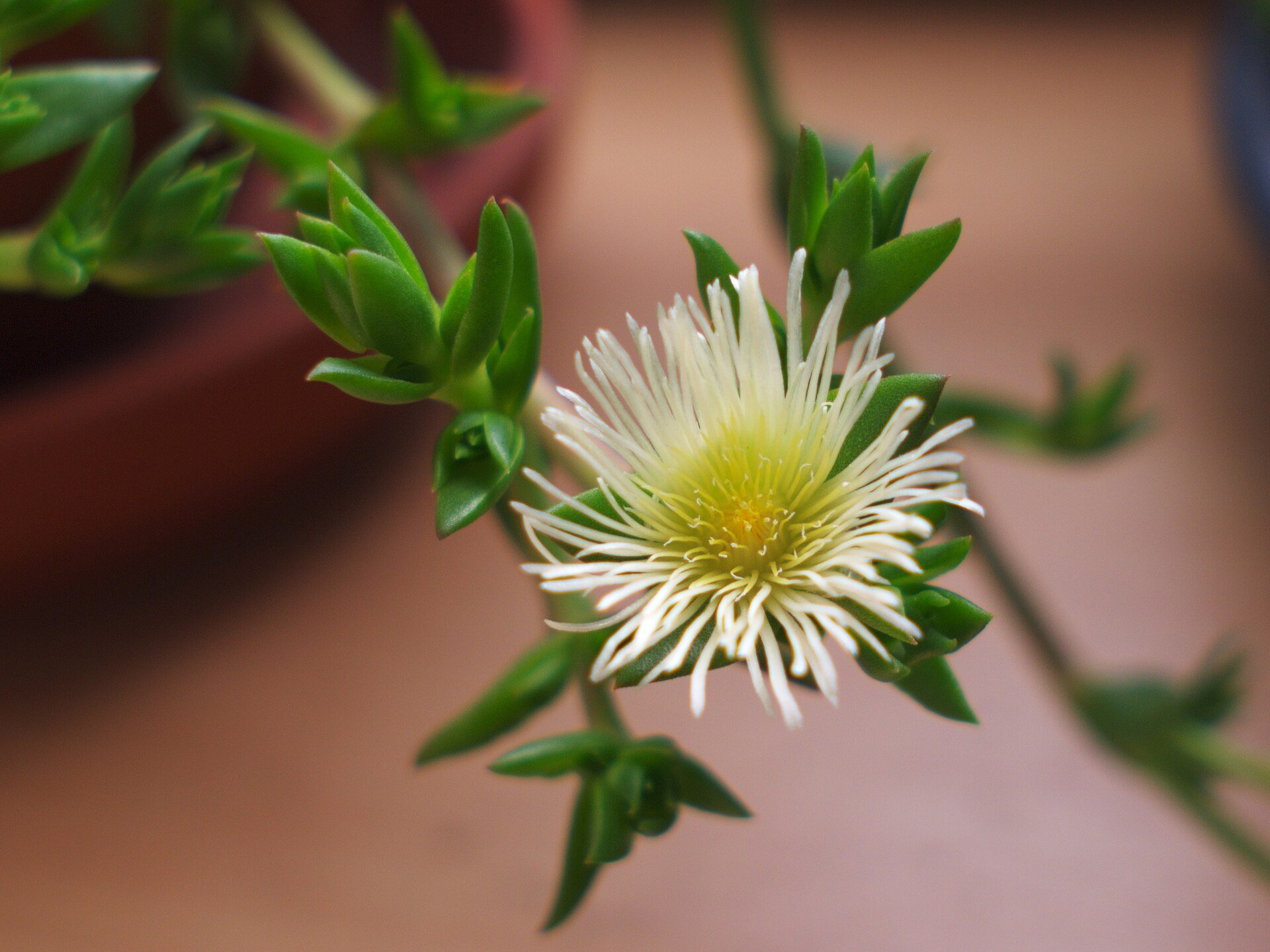 Potted Sceletium tortuosum plant with green succulent leaves and a delicate white flower