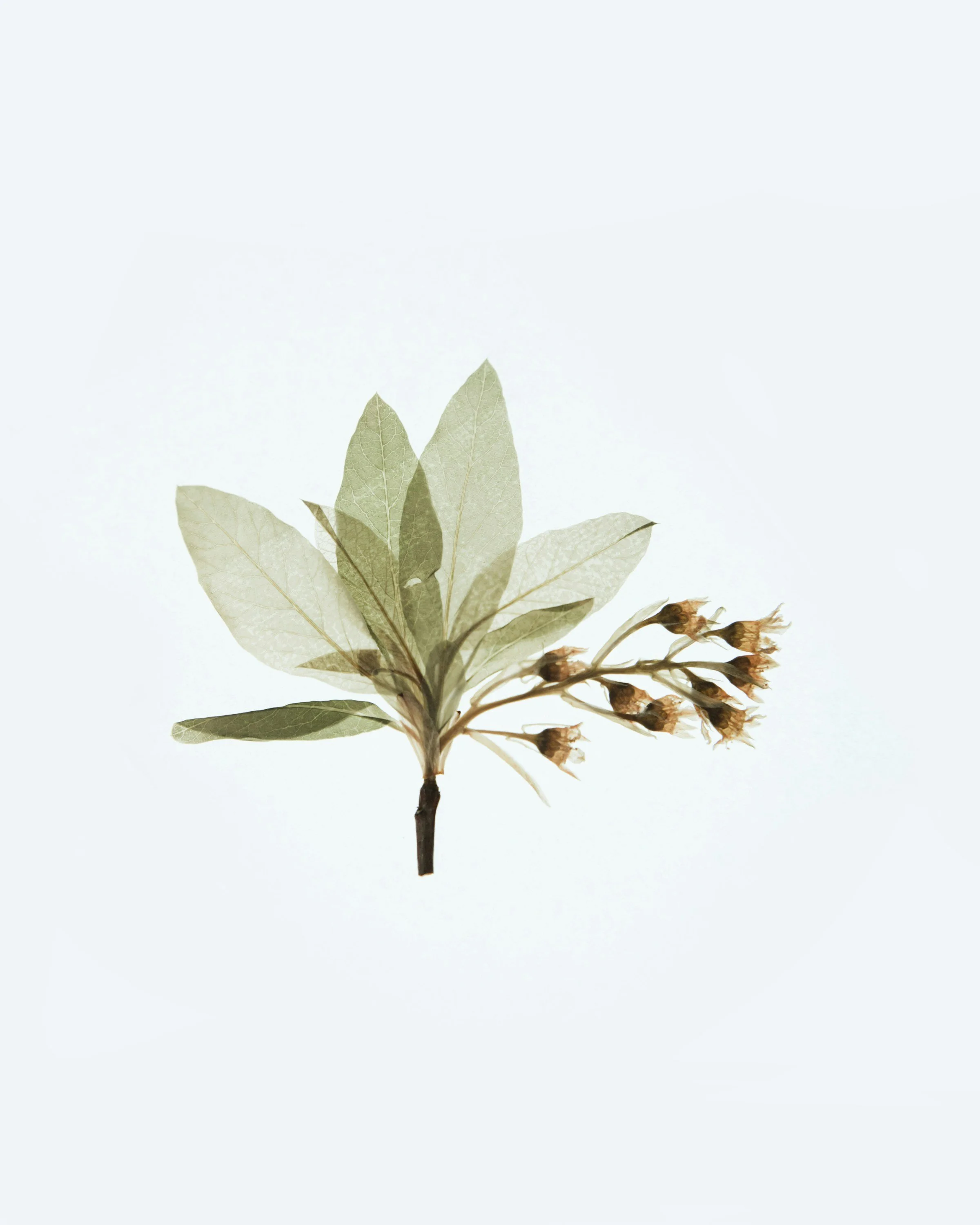 Pressed botanical leaves and dried flowers arranged on a light background.