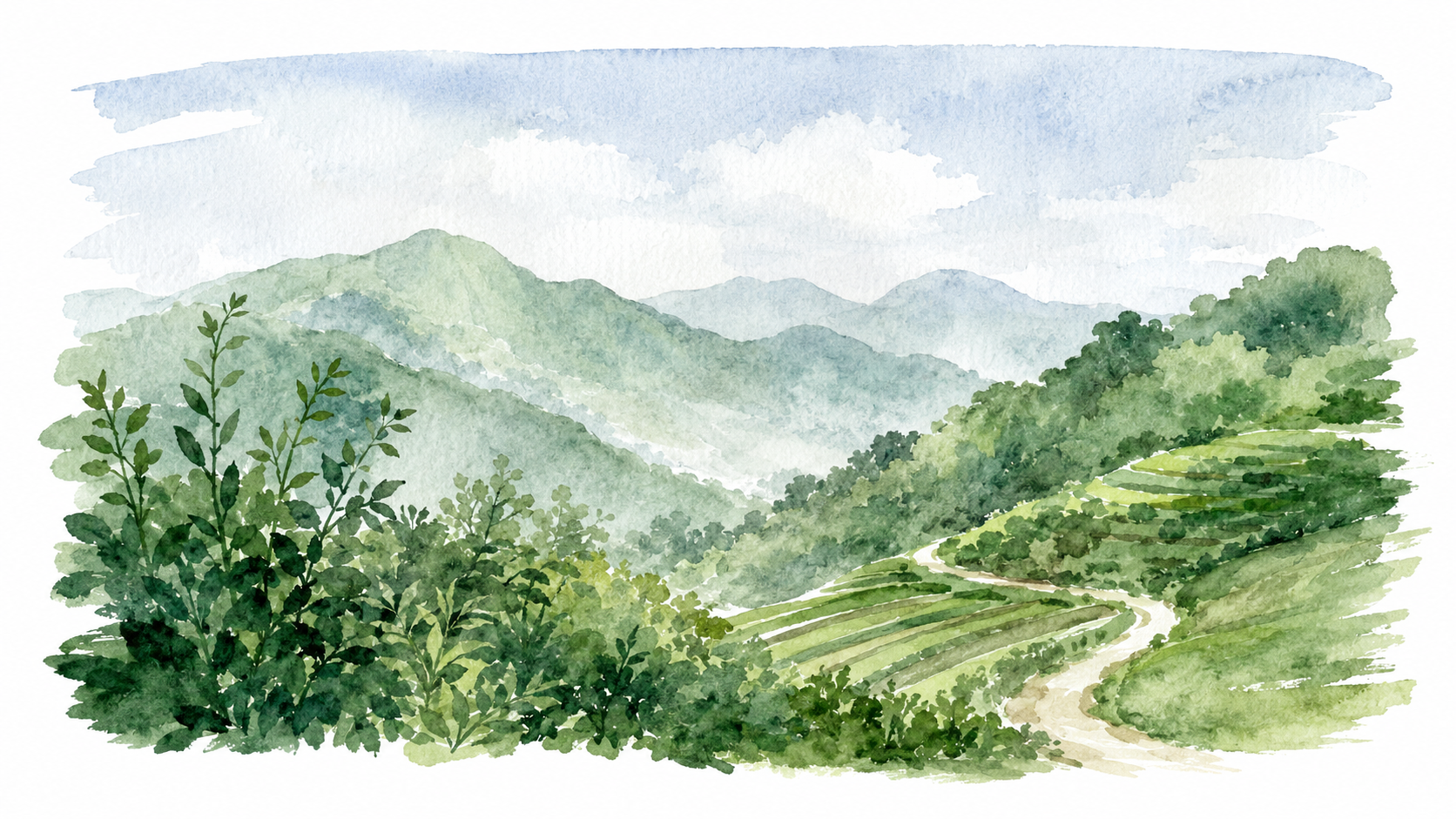 Watercolor landscape representing botanical sourcing and origin