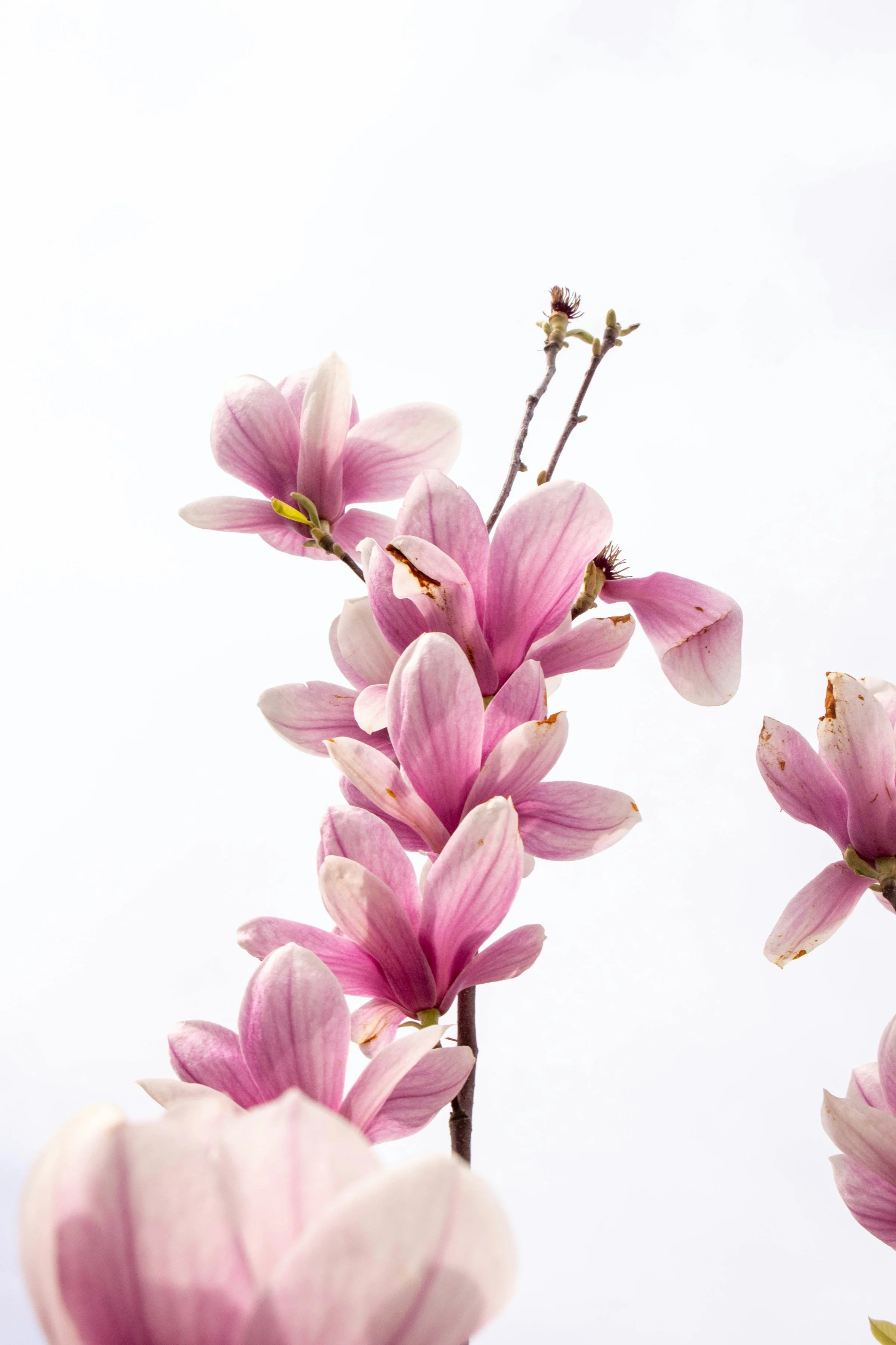 Pink magnolia blossoms clustered on slender branches against a bright white background.