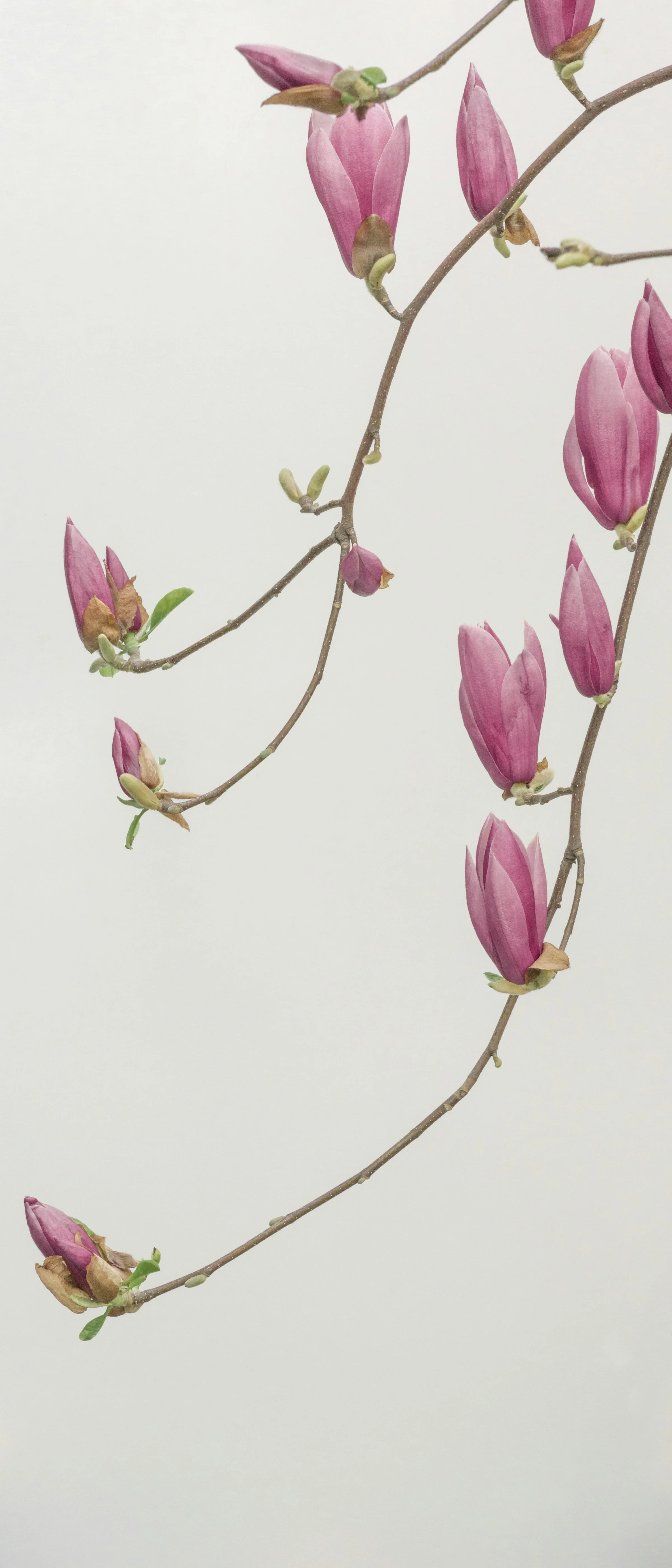 Delicate pink magnolia buds and blossoms on slender branches against a soft, pale background.