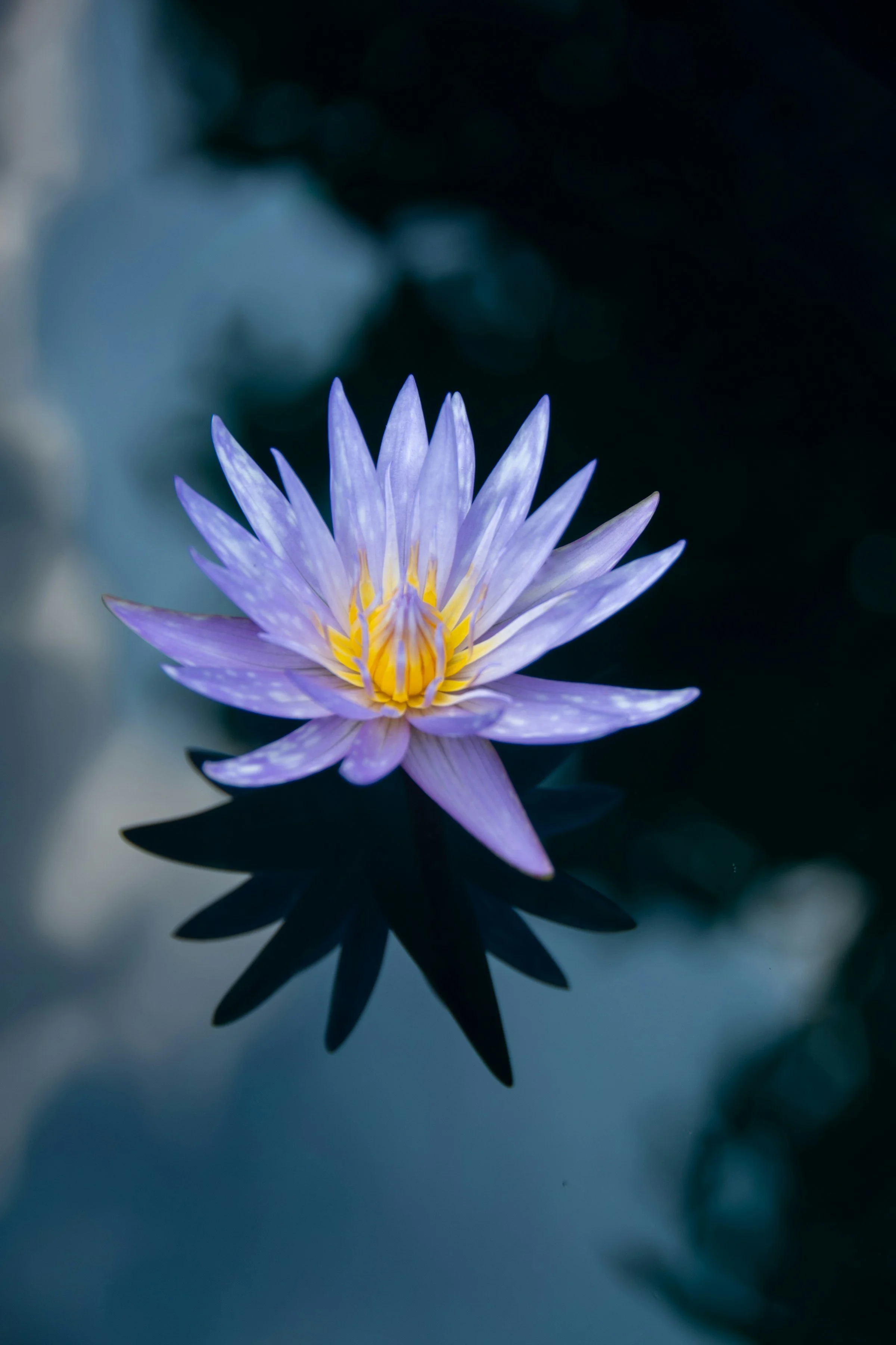 Blue lotus flower with blue petals and a yellow center