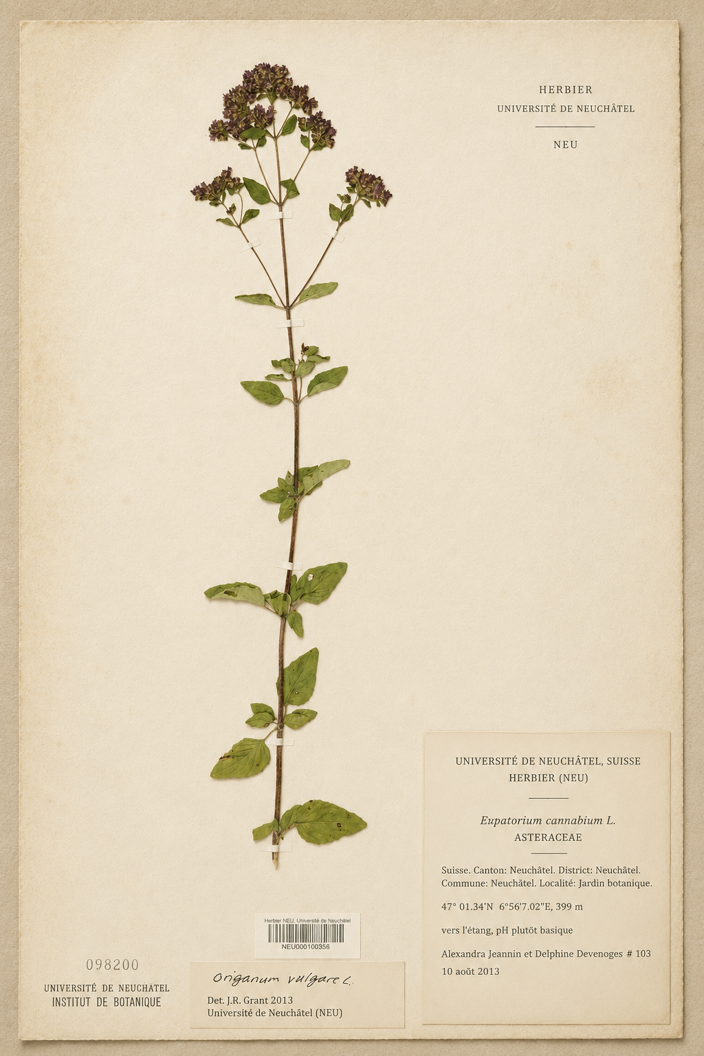 Historic herbarium specimen with botanical identification labels
