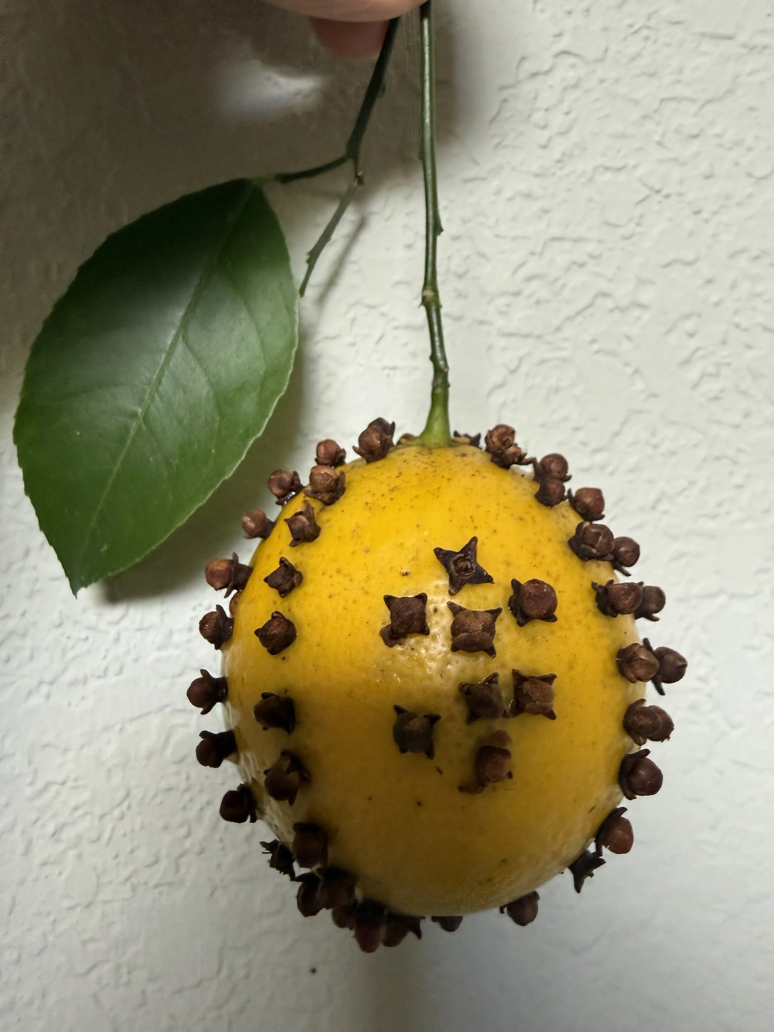 Lemon Pomander Jp.jpg