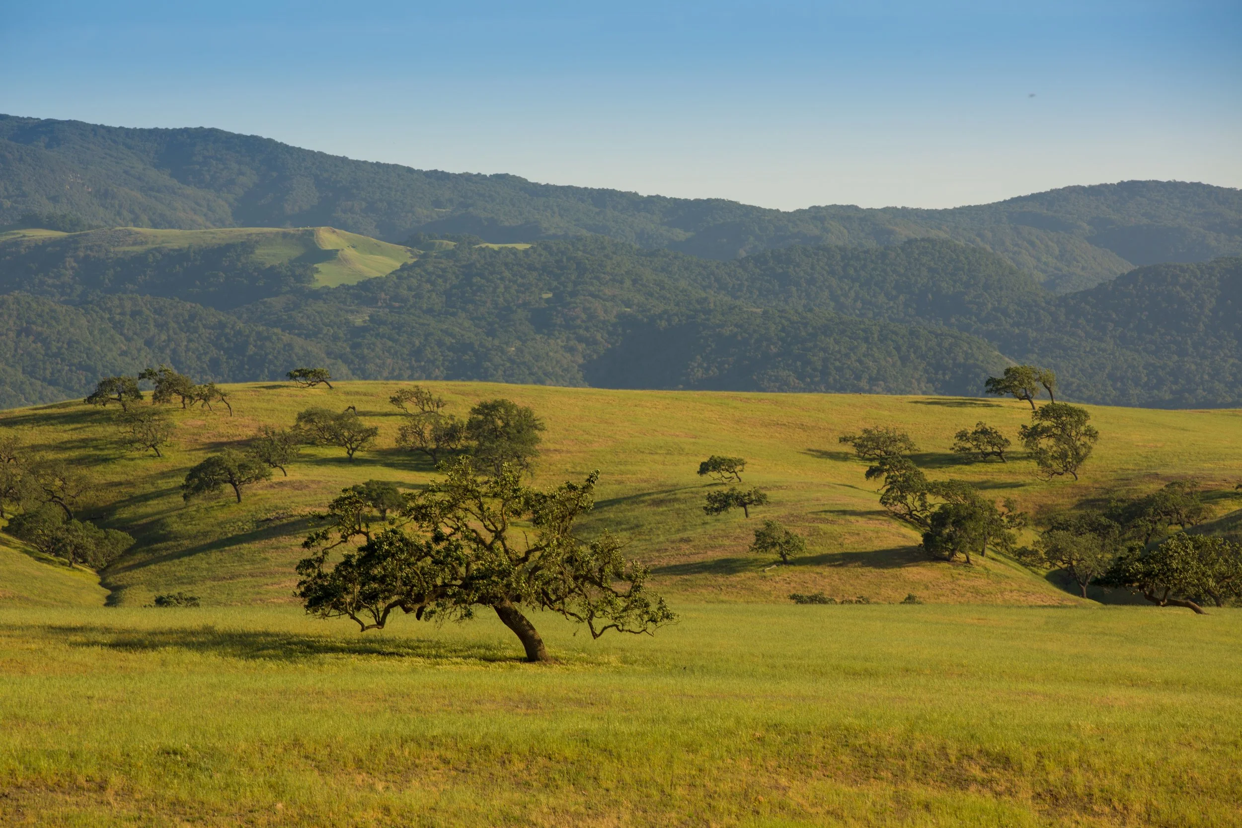 Santa Ynez Ranch