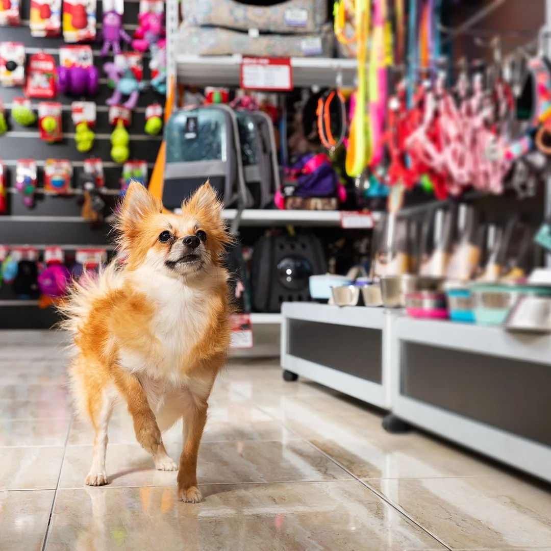 Small dog in pet store — Paws PR strategic communications and PR for pet CPG brands