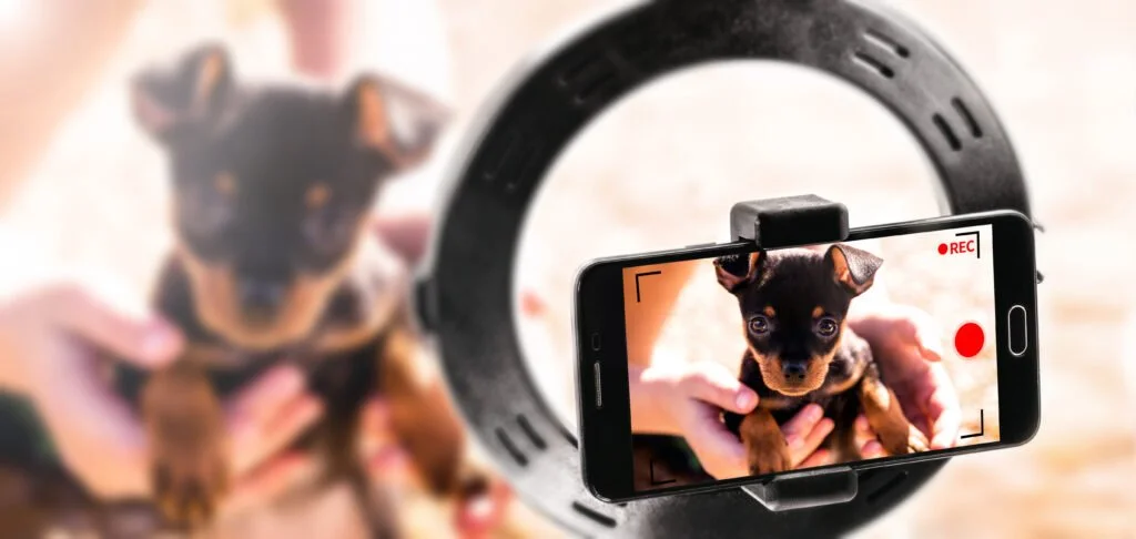 How to Work with Pet Influencers: A Guide to Paw-sitive Partnerships