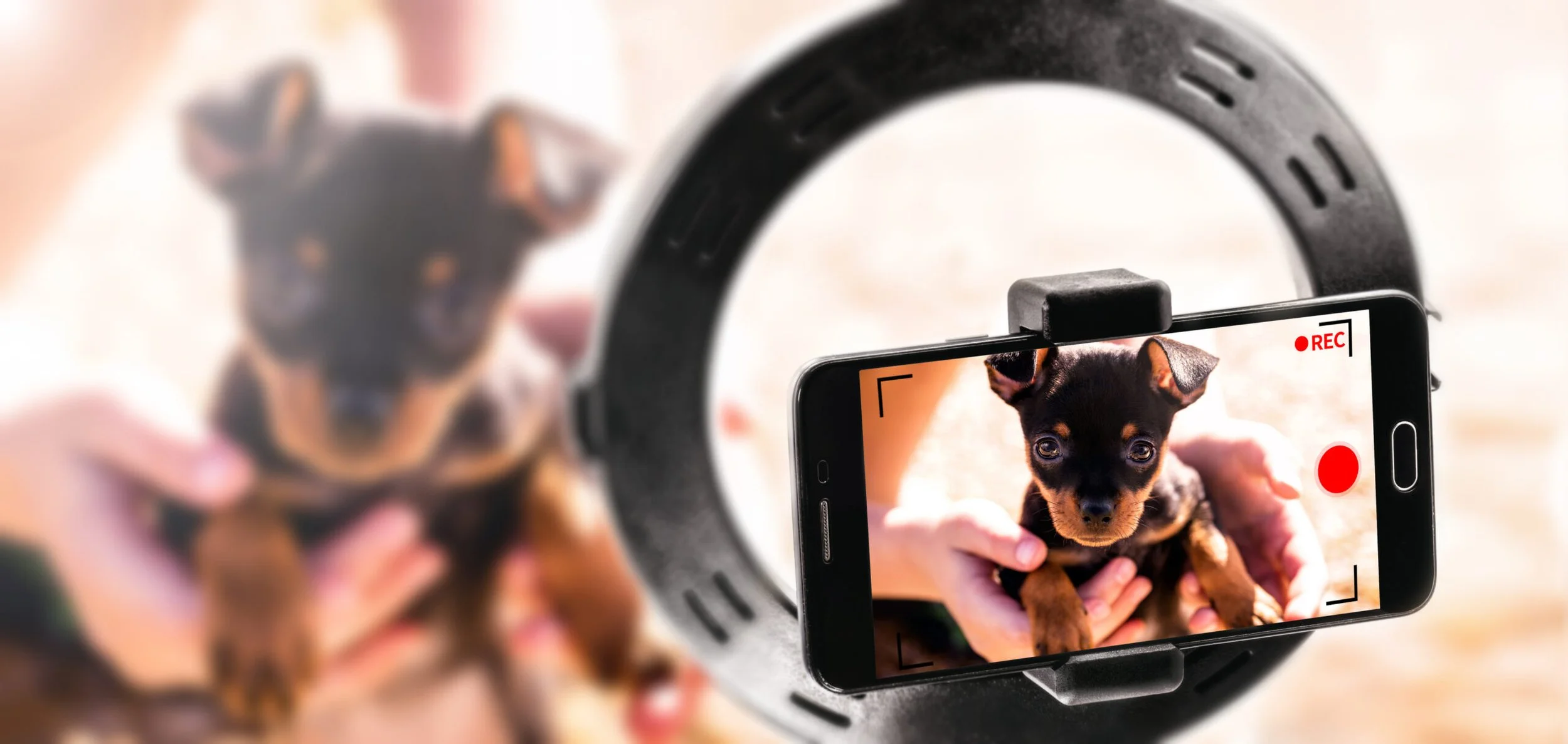 How Pet Brands Can Leverage UGC Platforms Like Pawjourr for Low-Lift, Cost-Effective Campaigns