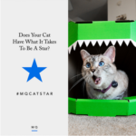Paws PR Joins Meow Quarterly in Search of the Next Cat Star