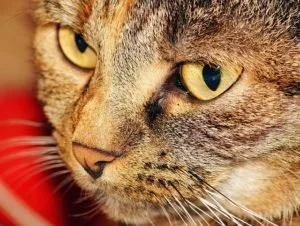 Five Reasons to Adopt an Older Pet