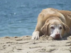 Pet PR and Puppy Relations Manager Shea Provides Summer Safety Tips for Pets