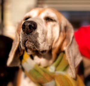Let’s help Norton and Trixie find a home!